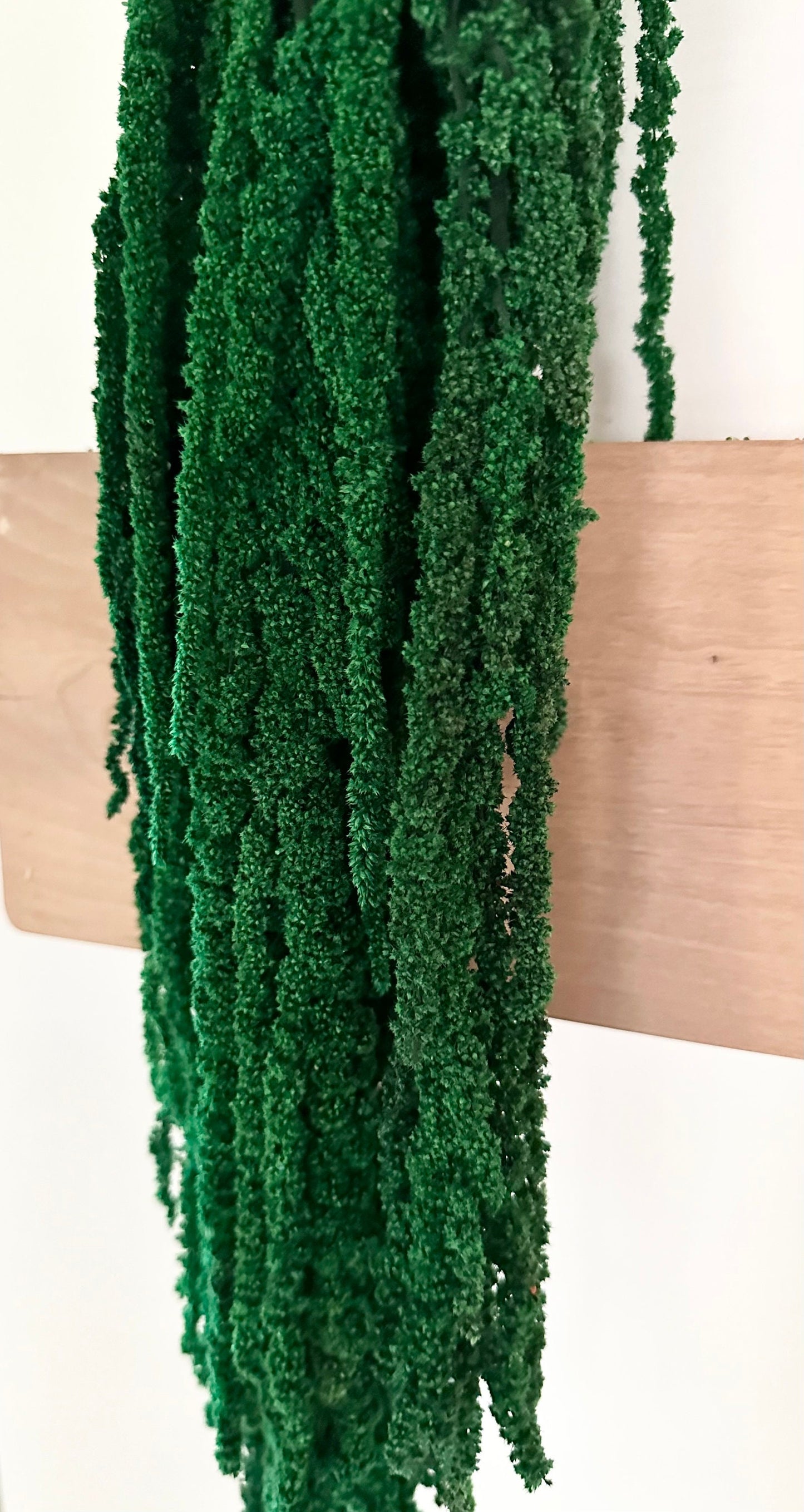 Hanging Amaranthus - Bright Green