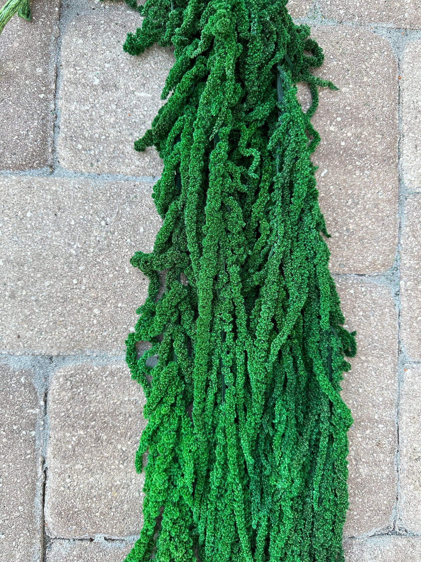 Hanging Amaranthus - Bright Green
