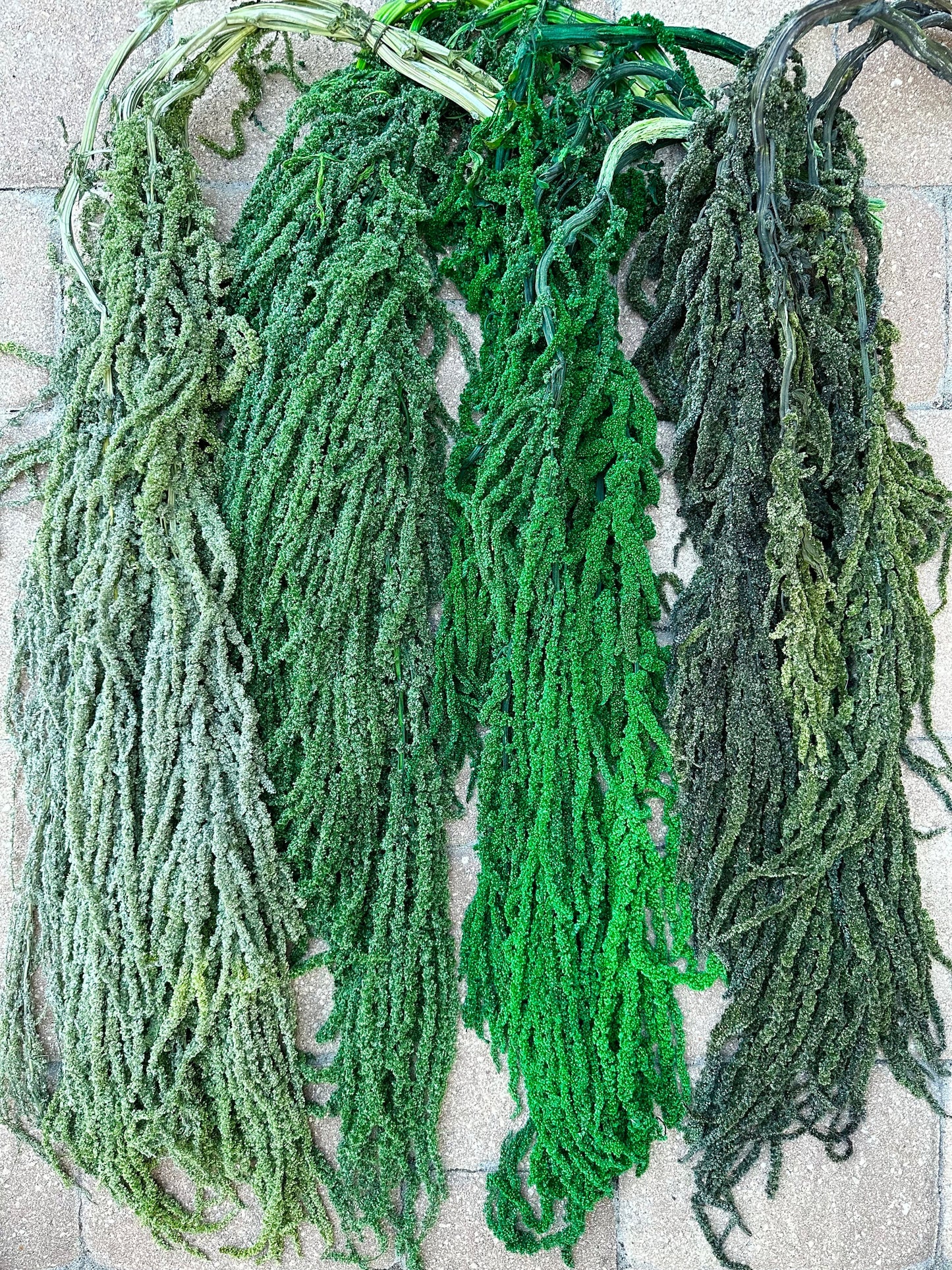 Hanging Amaranthus - Bright Green