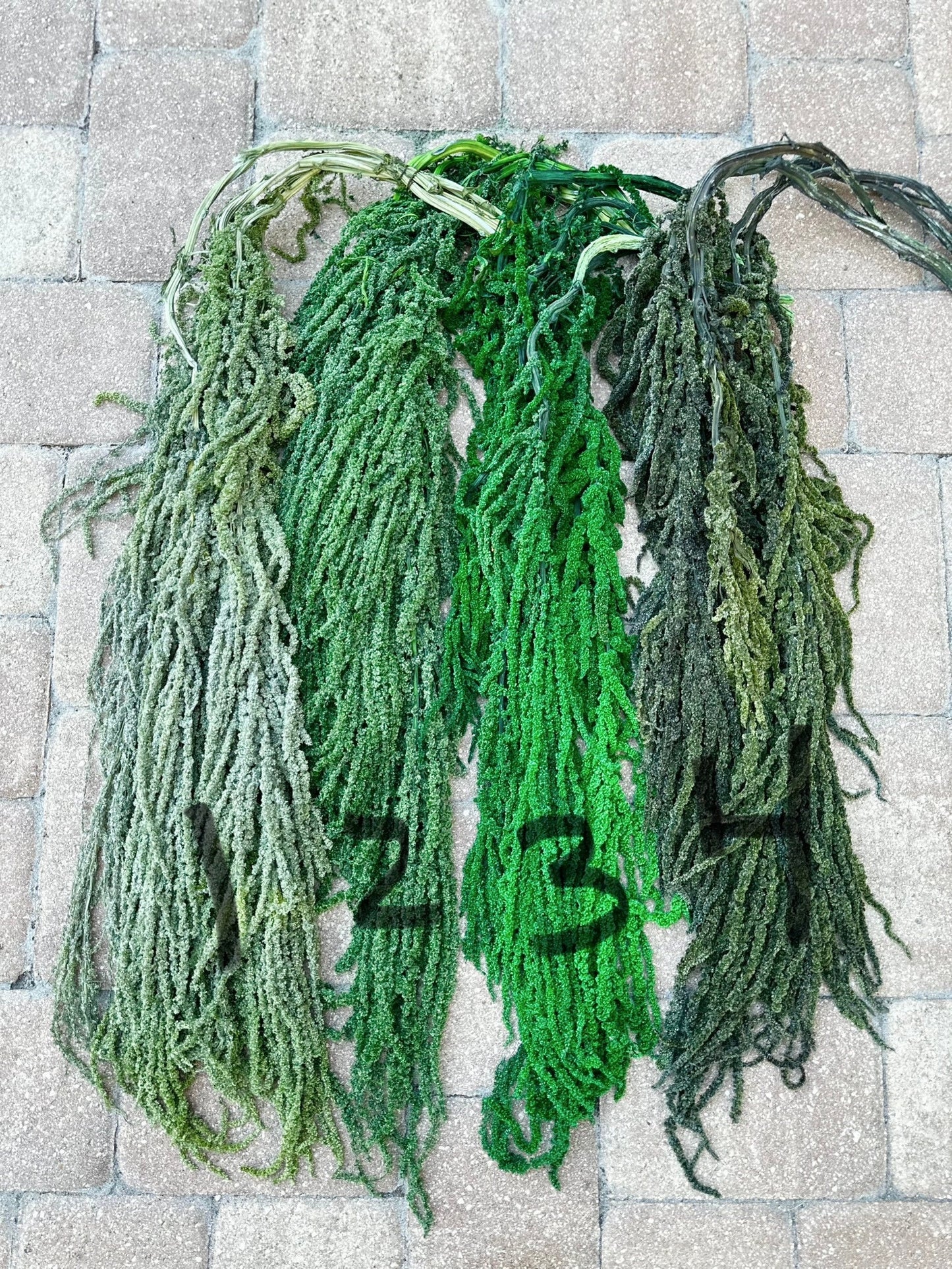 Hanging Amaranthus - Bright Green