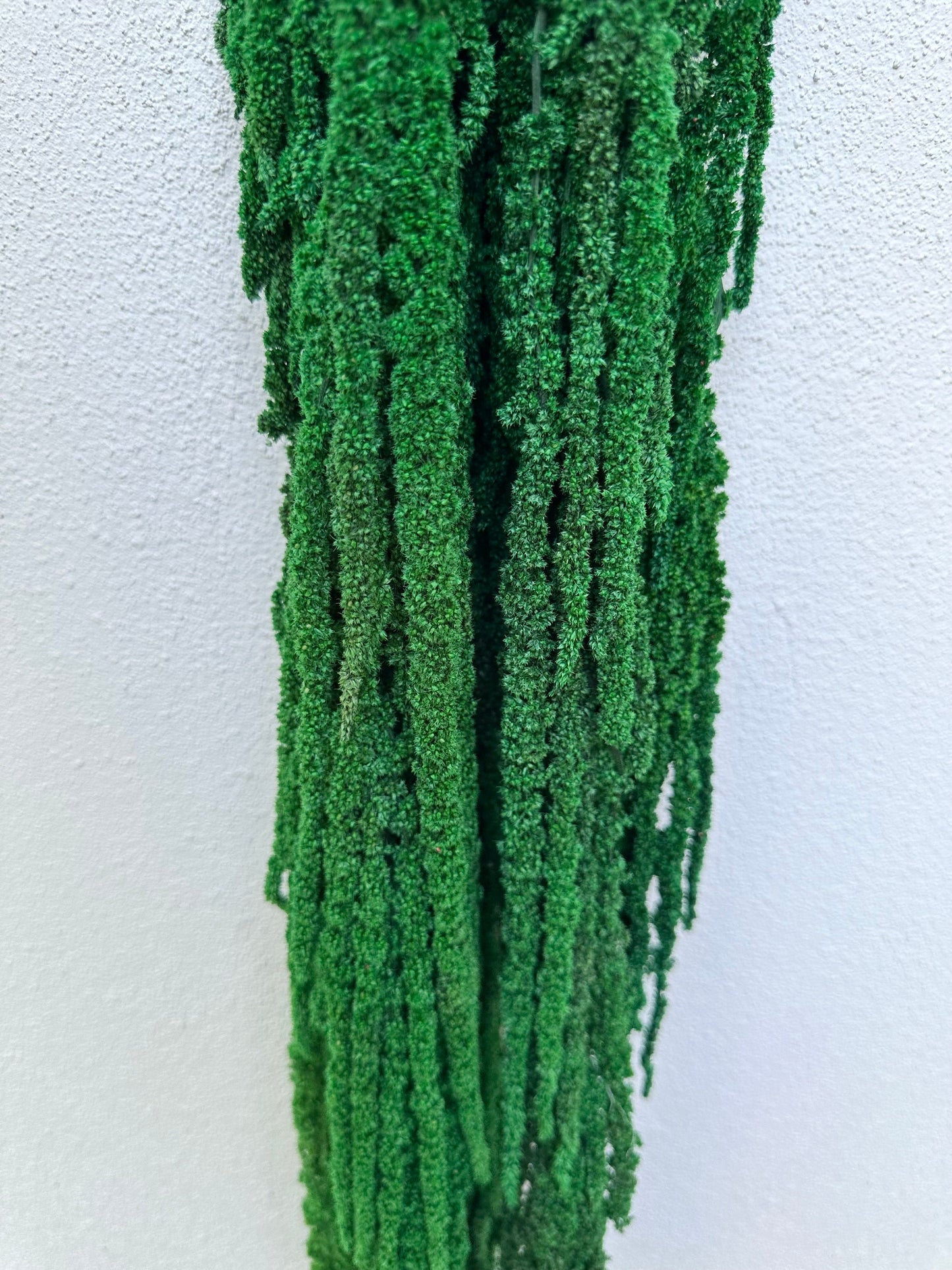 Hanging Amaranthus - Bright Green