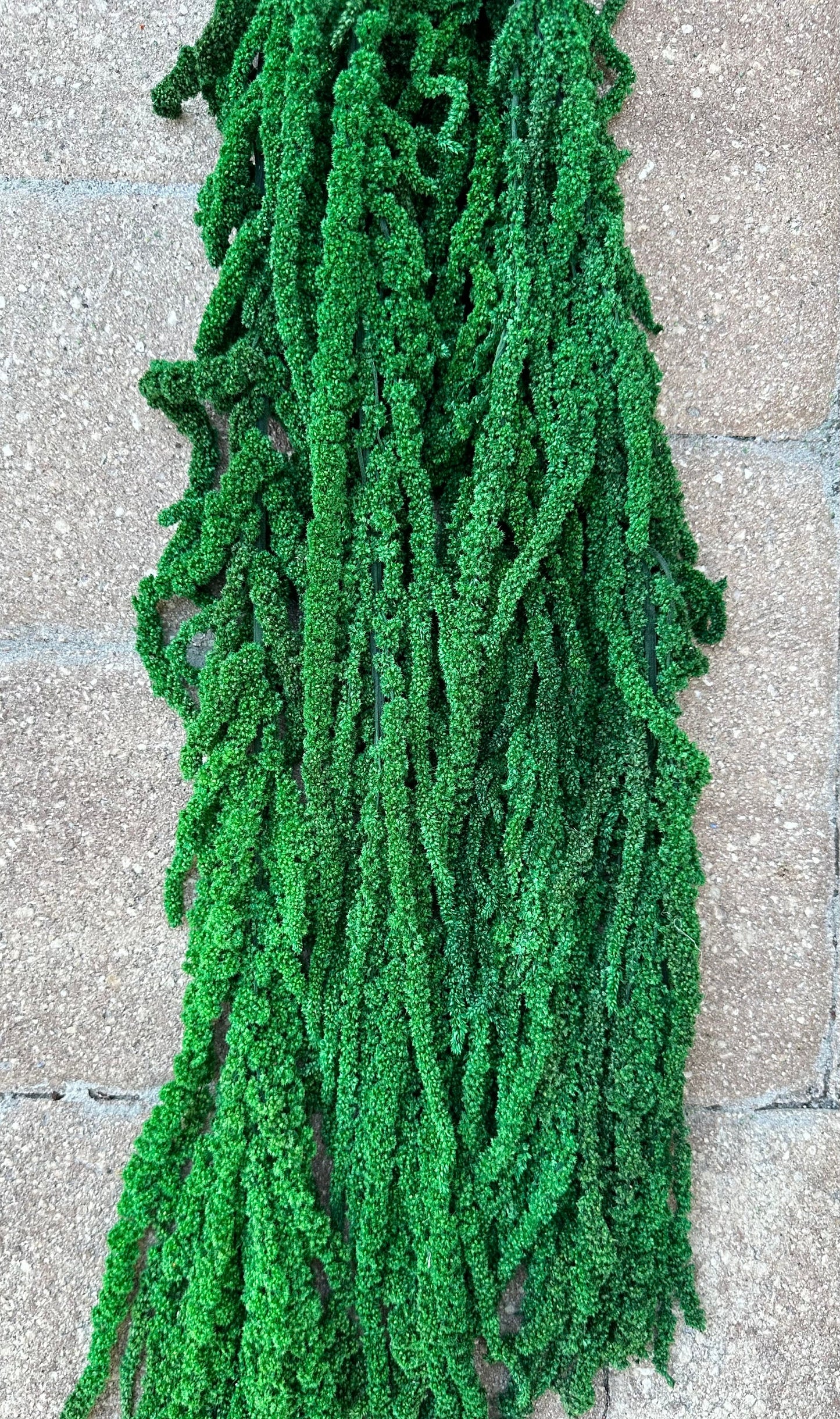 Hanging Amaranthus - Bright Green