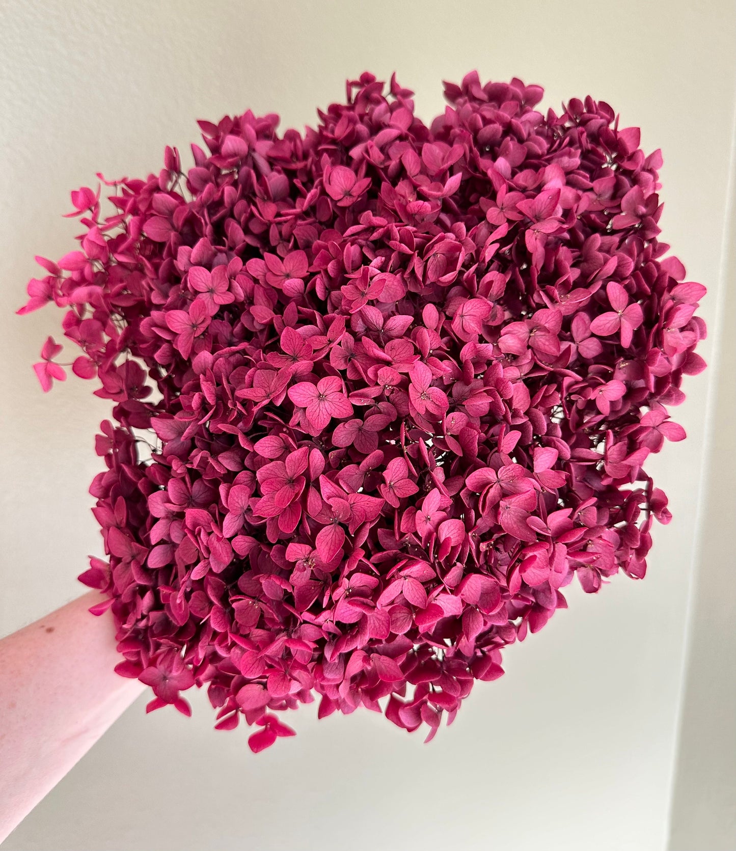 Real Hydrangea Preserved- Large Magenta Berry