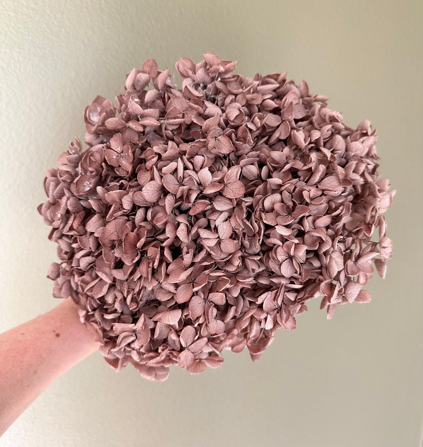Real Hydrangea Preserved- Large Desert Mauve