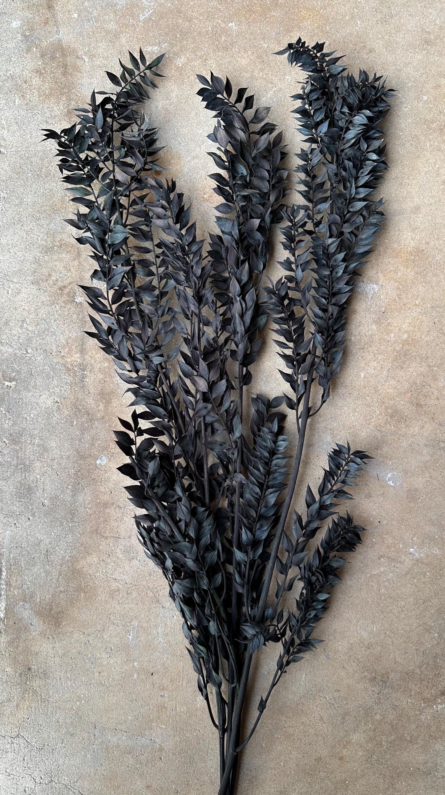 Halloween Ombre Black Ruscus - Dried and Preserved