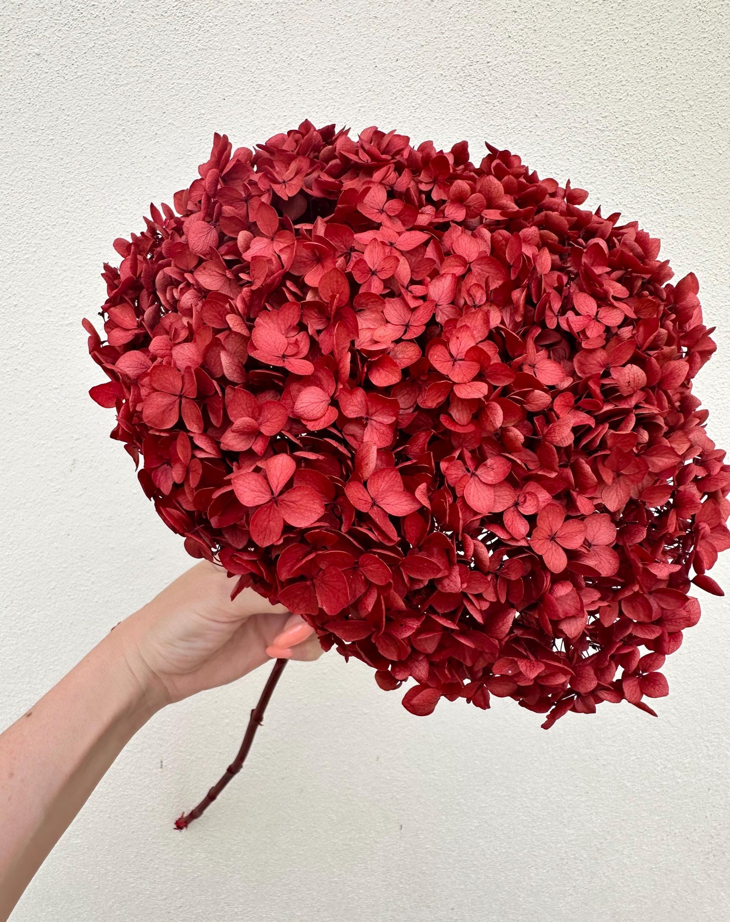Real Hydrangea Preserved- Large Red