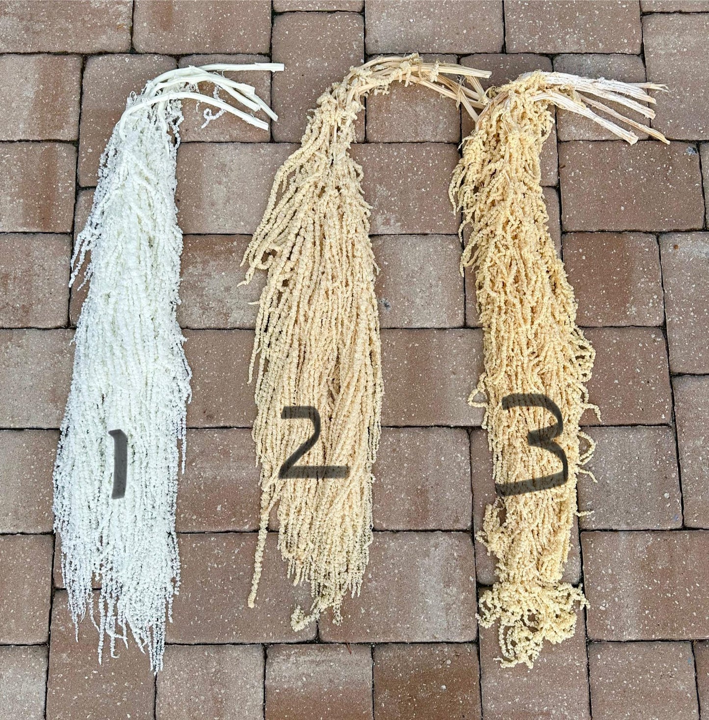 Hanging Amaranthus - Baby Yellow