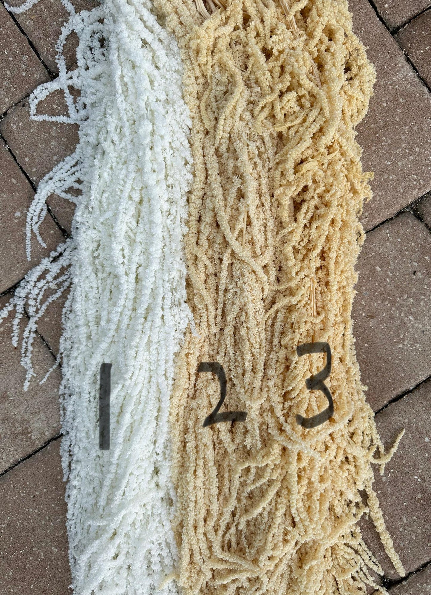 Hanging Amaranthus - Baby Yellow