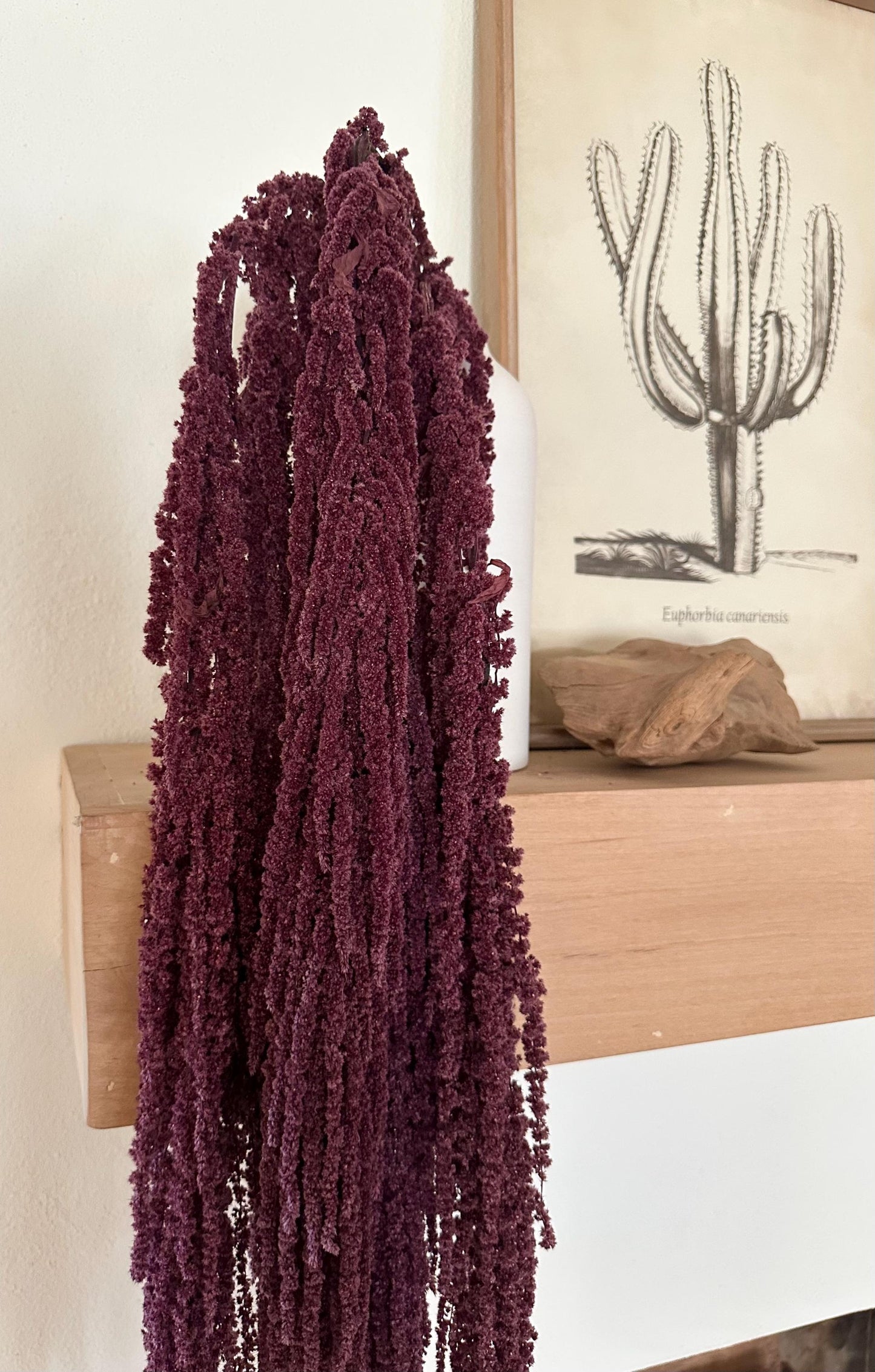 Hanging Amaranthus - Plum