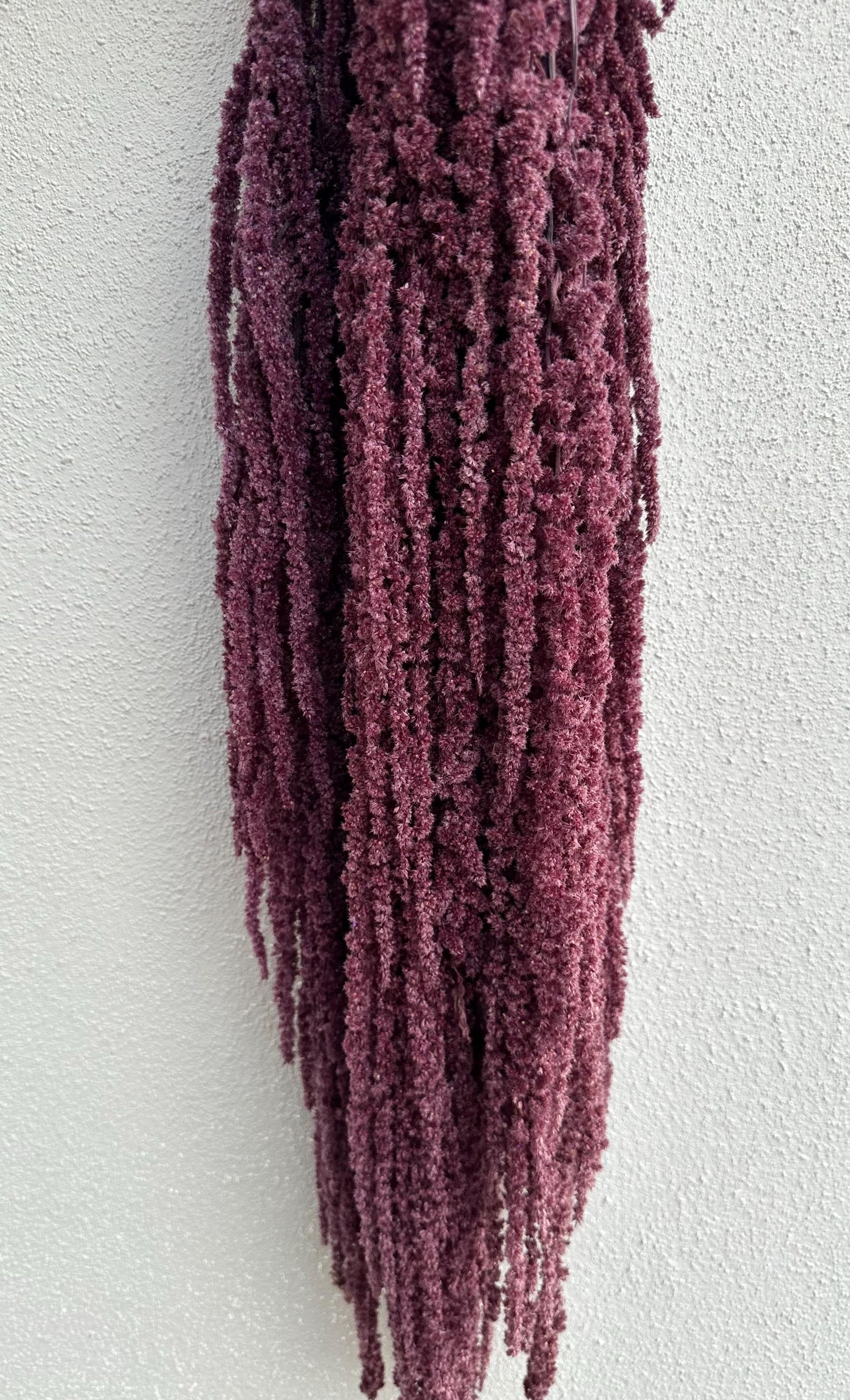 Hanging Amaranthus - Plum