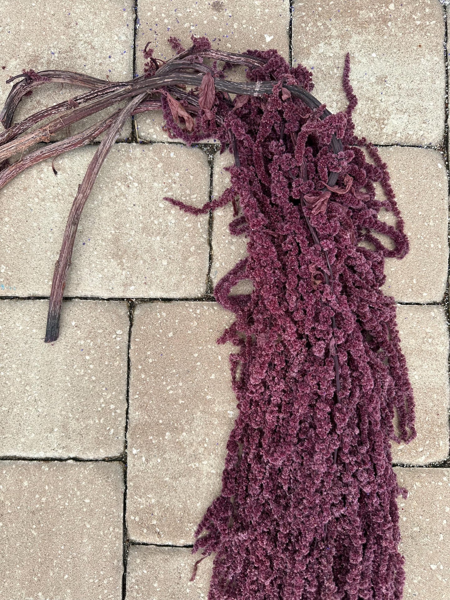 Hanging Amaranthus - Plum