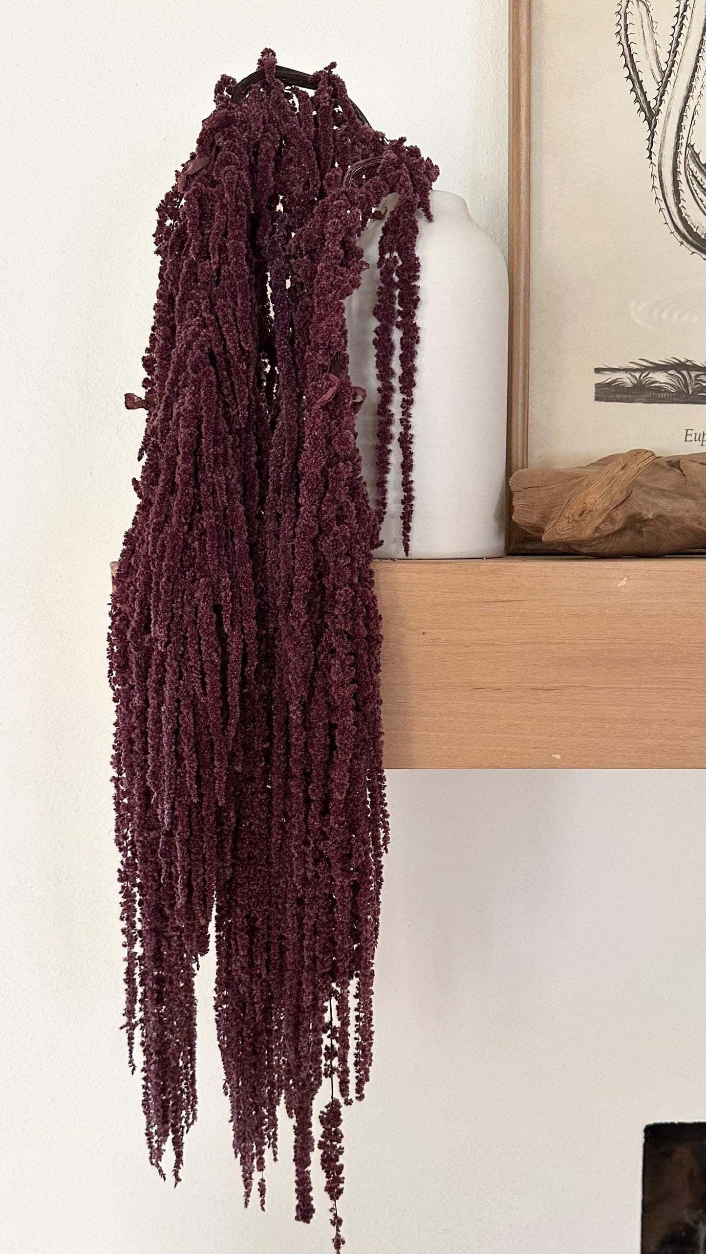 Hanging Amaranthus - Plum