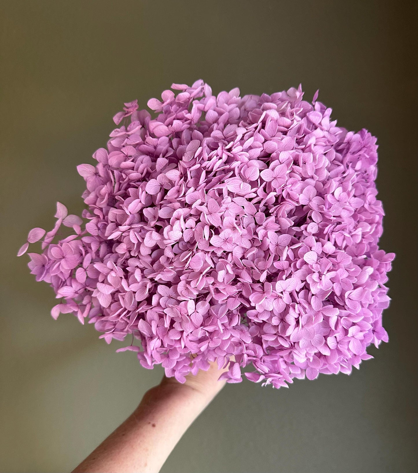 Real Hydrangea Preserved- Large Pink Magenta