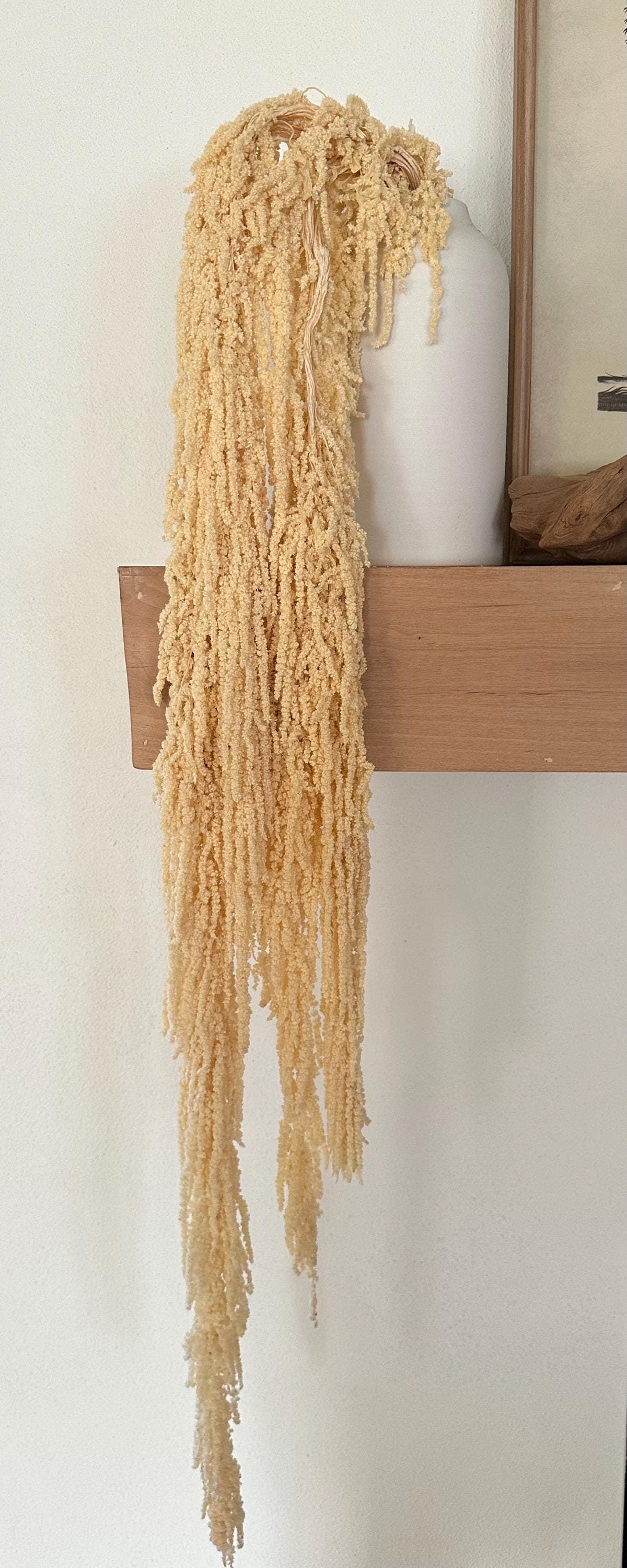 Hanging Amaranthus - Baby Yellow