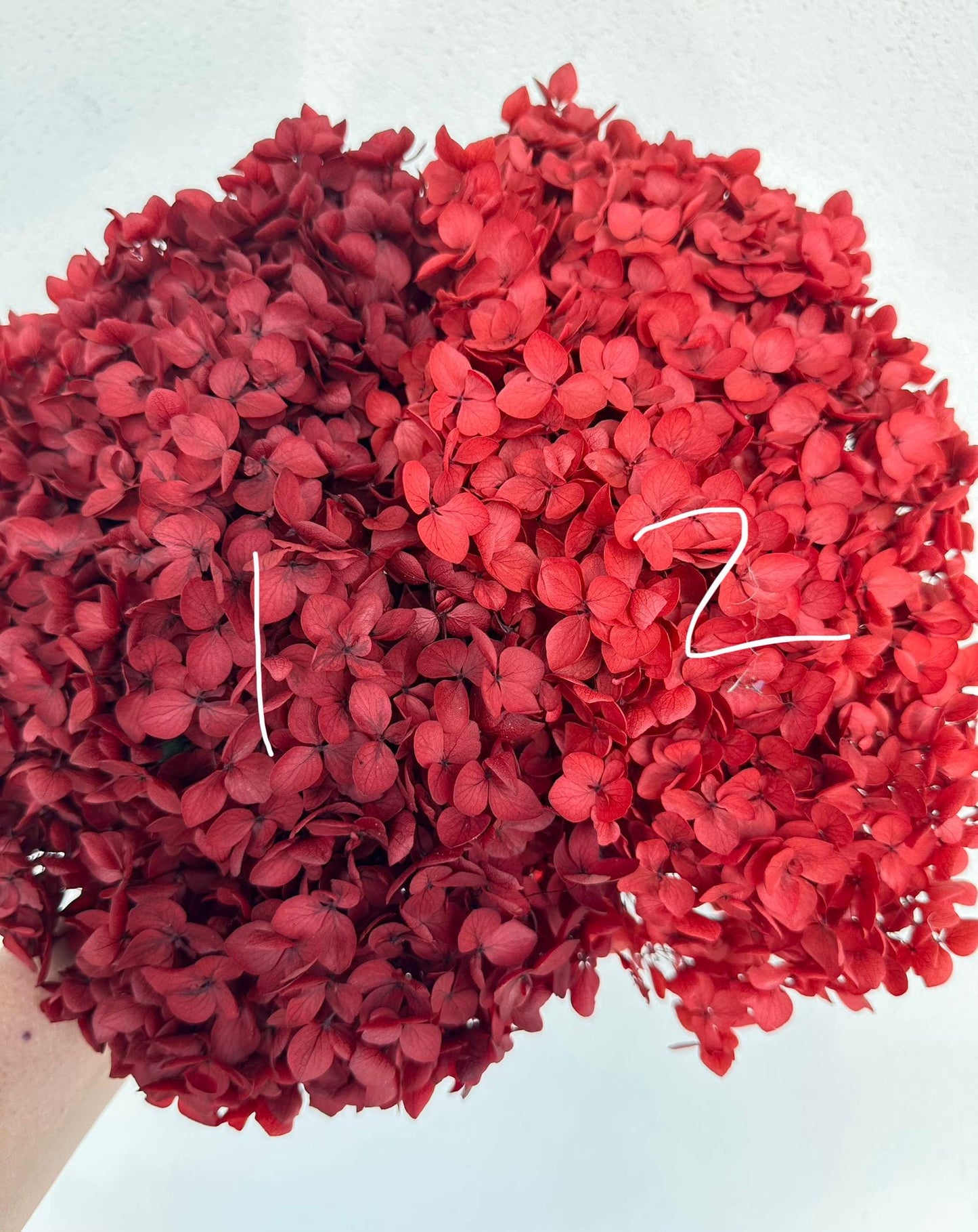 Real Hydrangea Preserved- Large Red