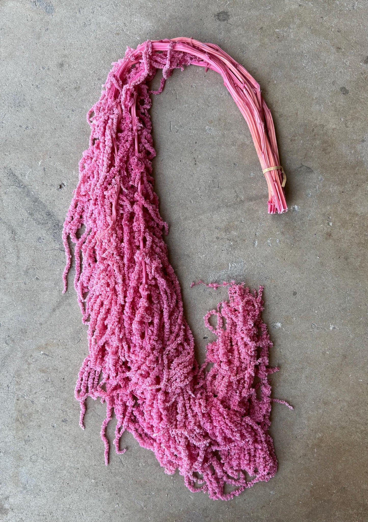 Hanging Amaranthus - Pink