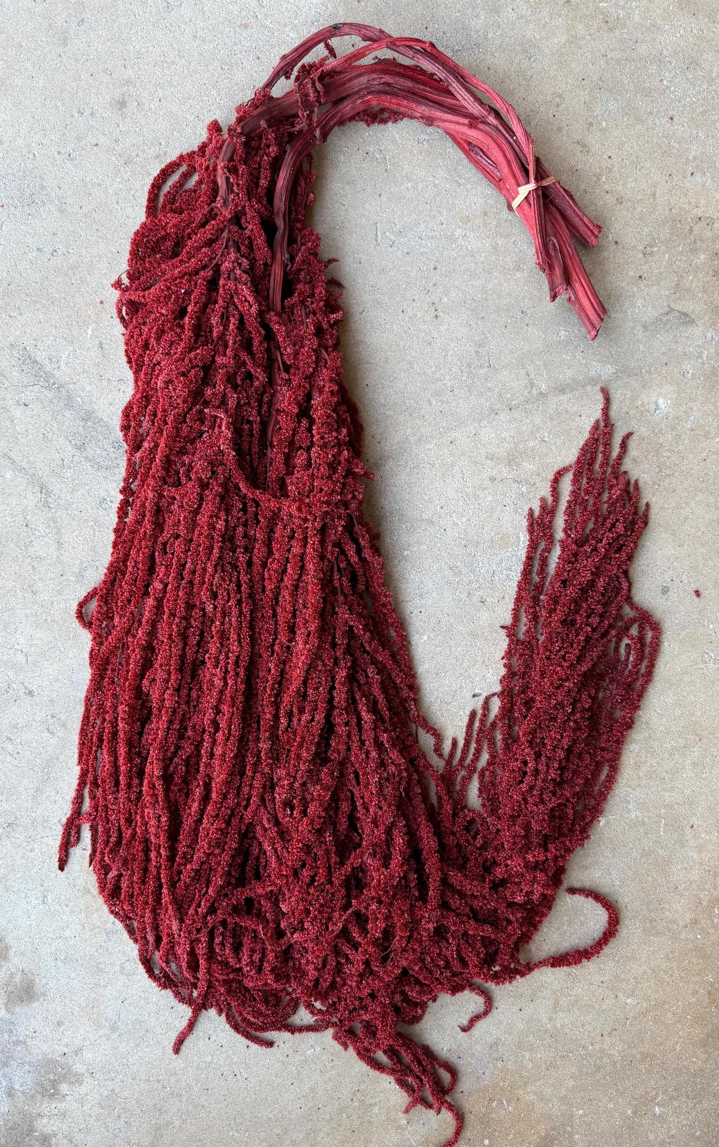 Hanging Amaranthus - Deep Red