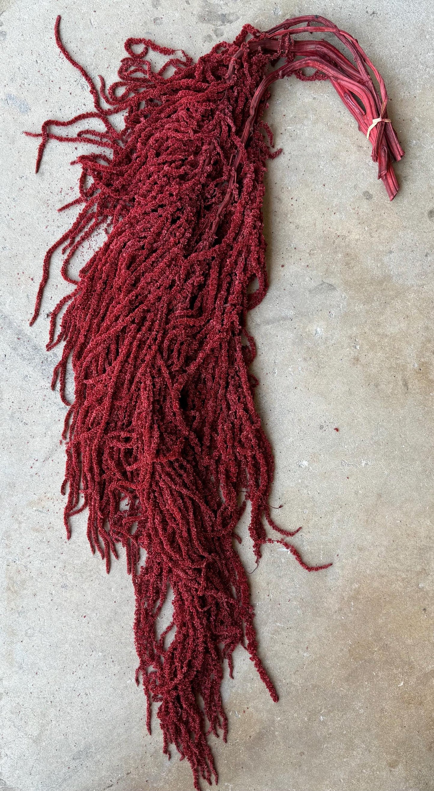 Hanging Amaranthus - Deep Red
