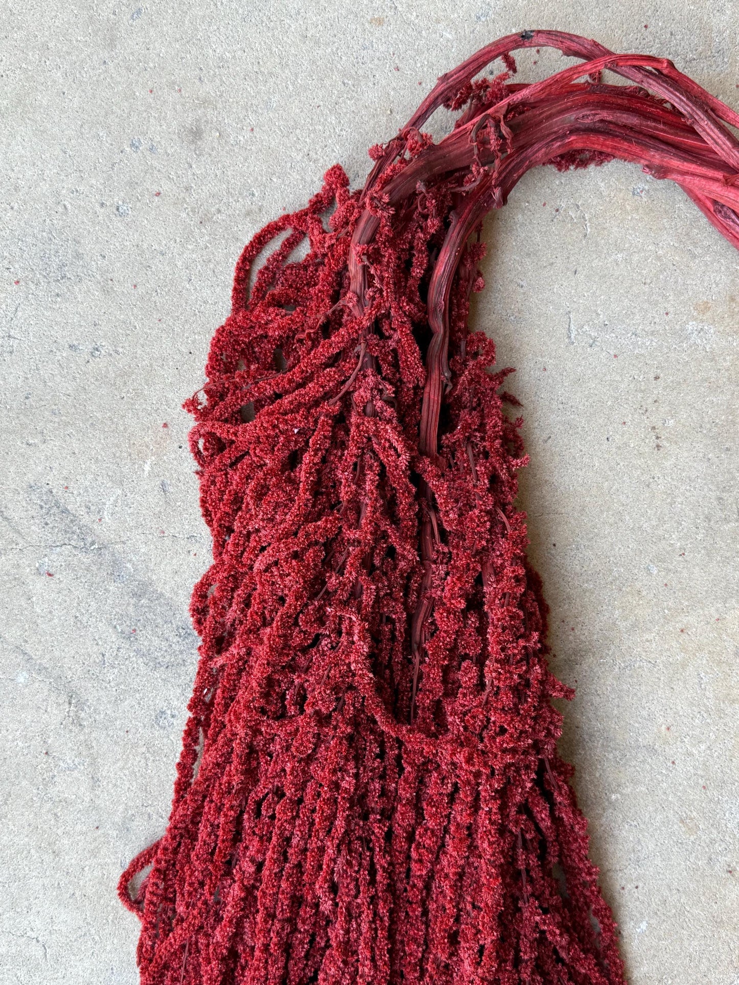 Hanging Amaranthus - Deep Red