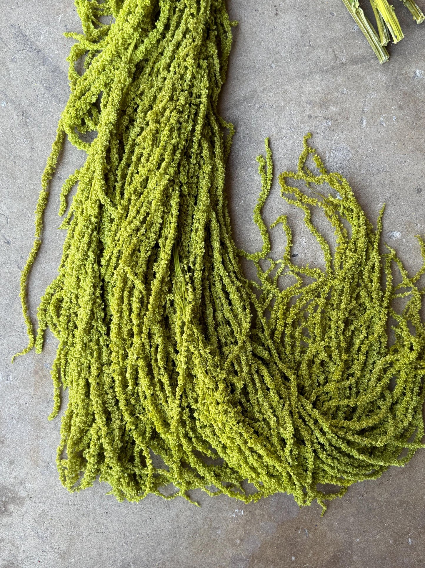 Hanging Amaranthus - Chartreuse Green