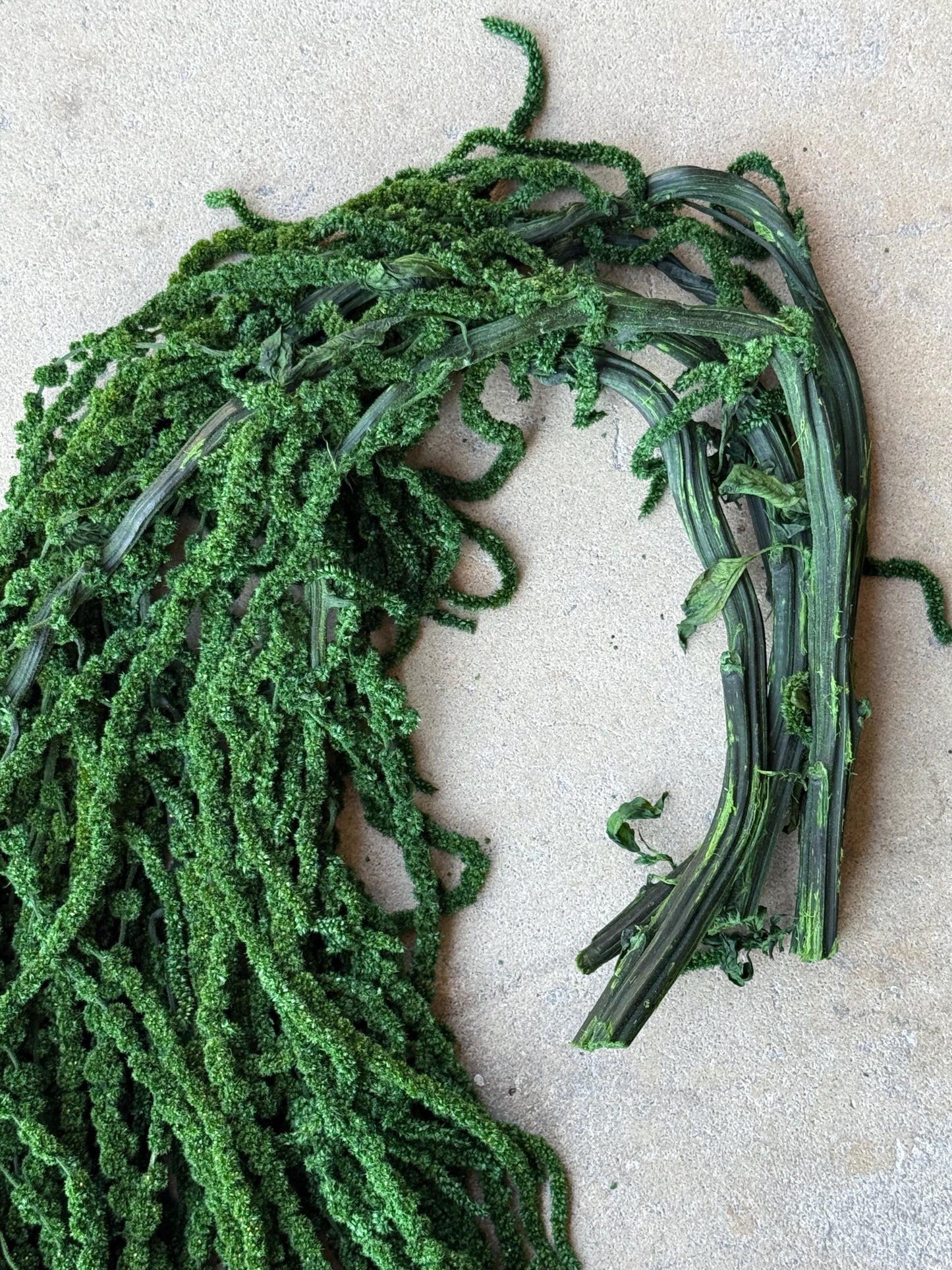 Hanging Amaranthus - Emerald Forest Green