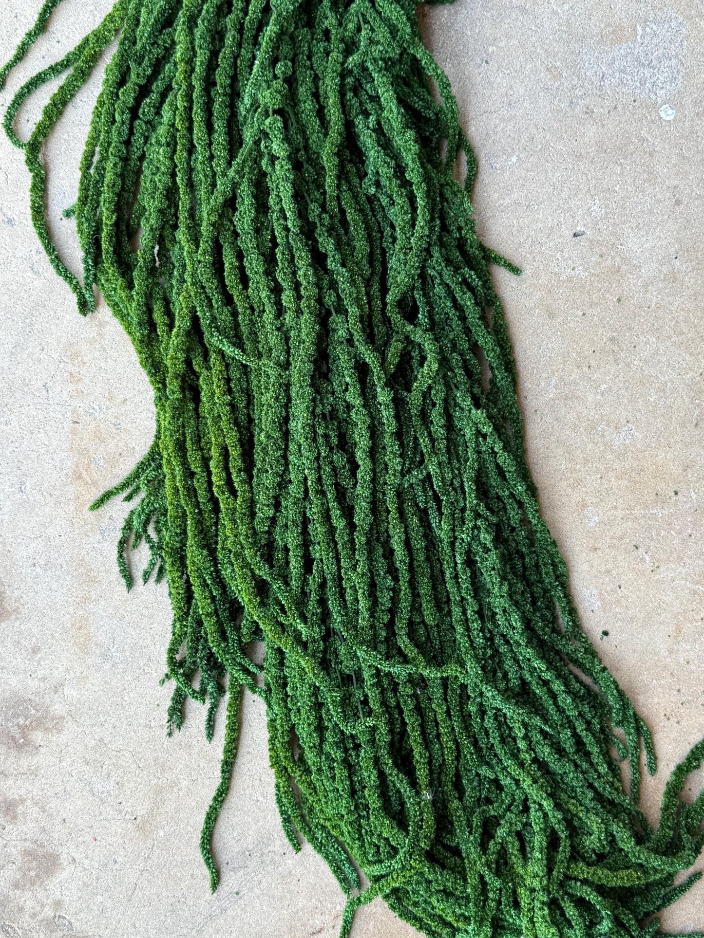 Hanging Amaranthus - Emerald Forest Green