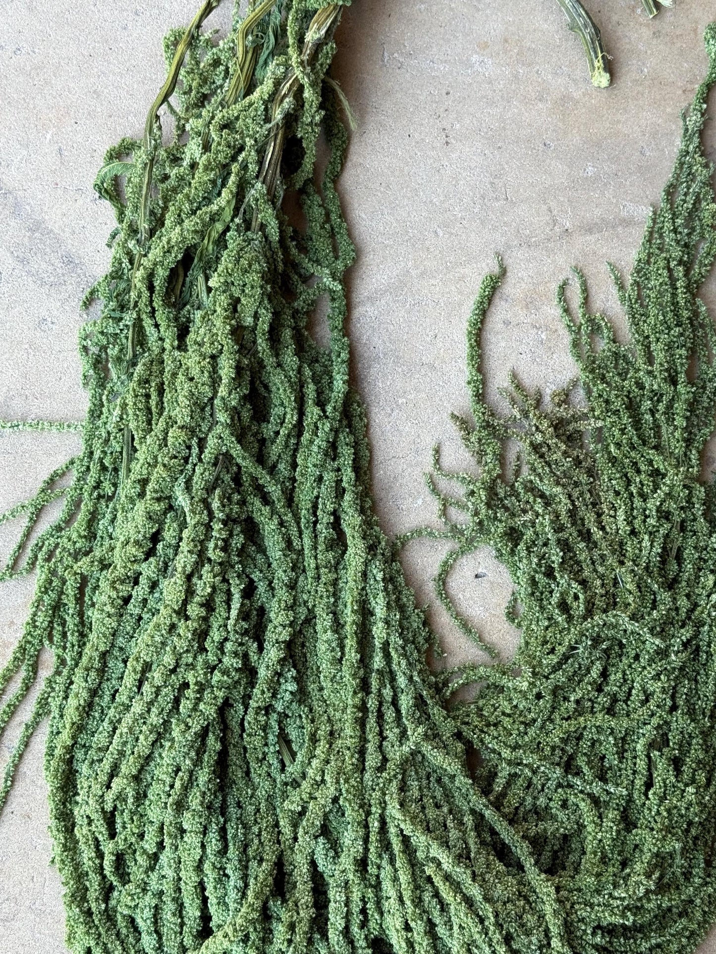 Hanging Amaranthus - Basil Green