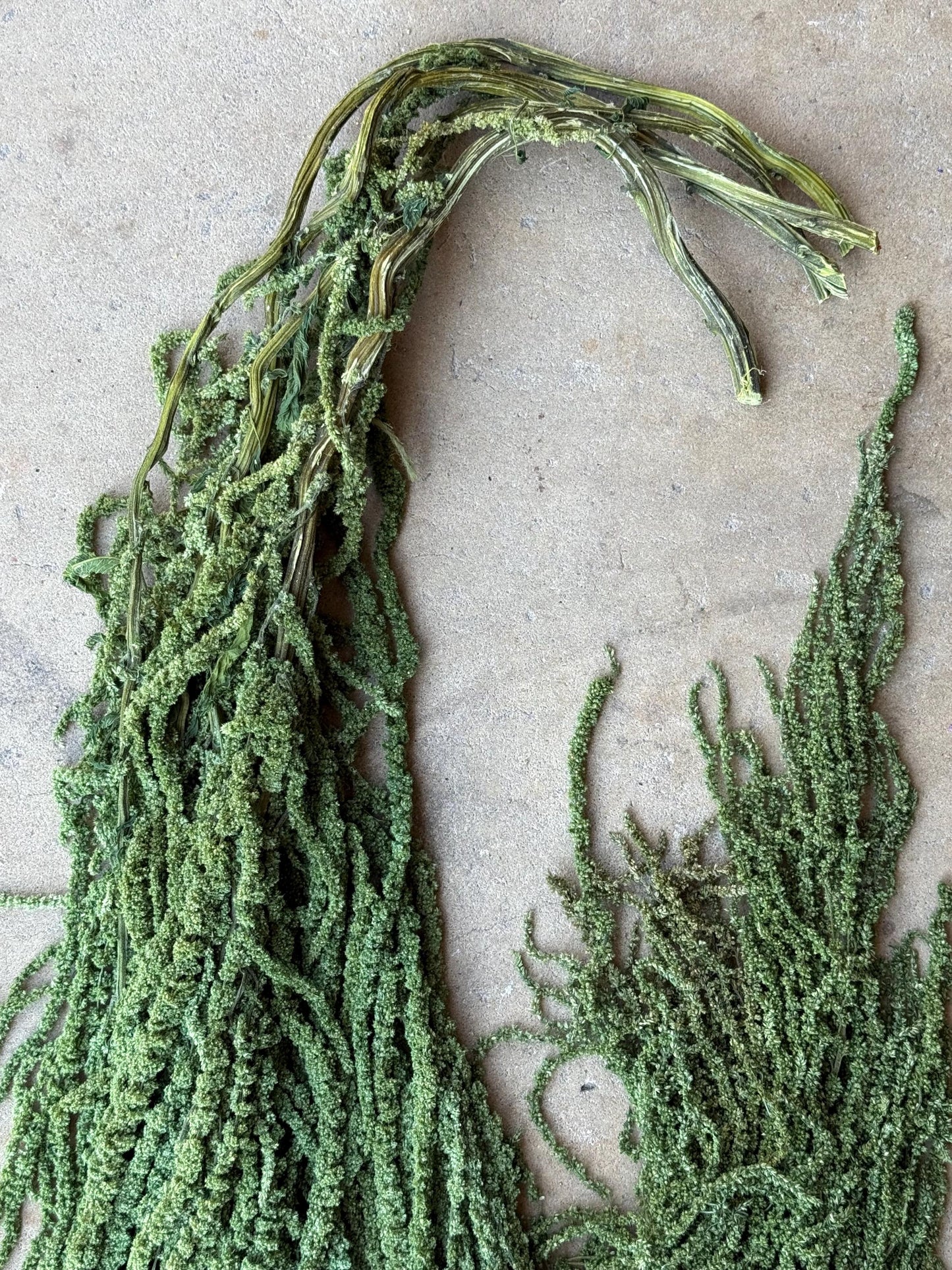 Hanging Amaranthus - Basil Green
