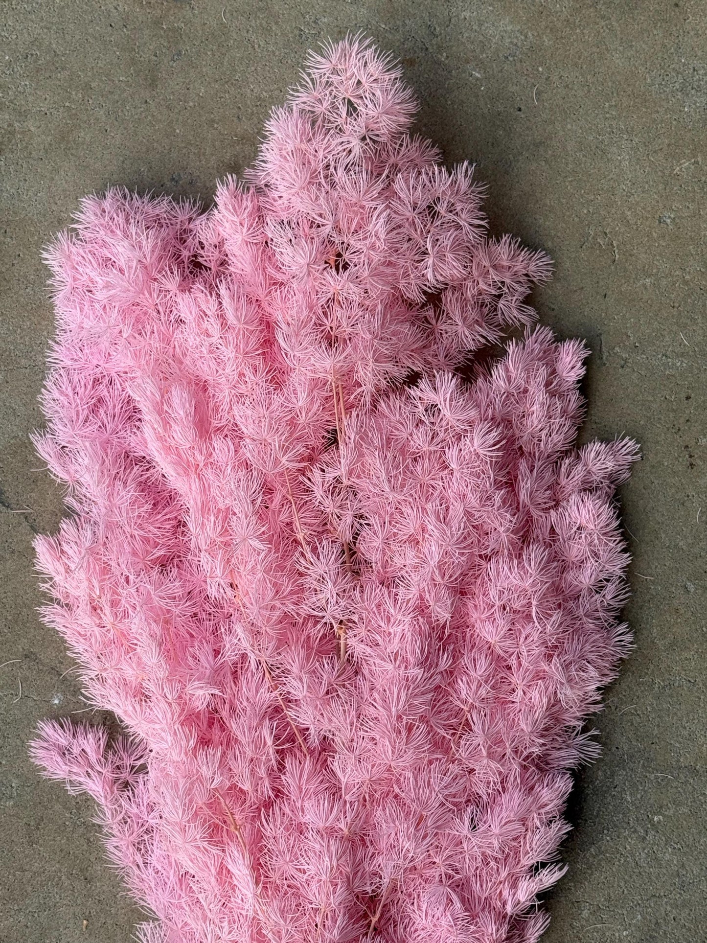 Ming/Asparagus Fern Preserved - Pink