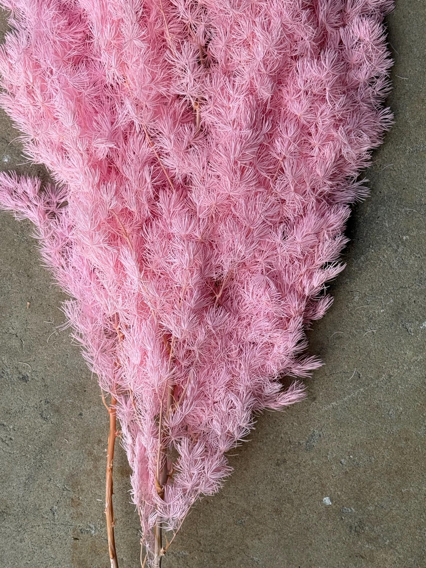 Ming/Asparagus Fern Preserved - Pink