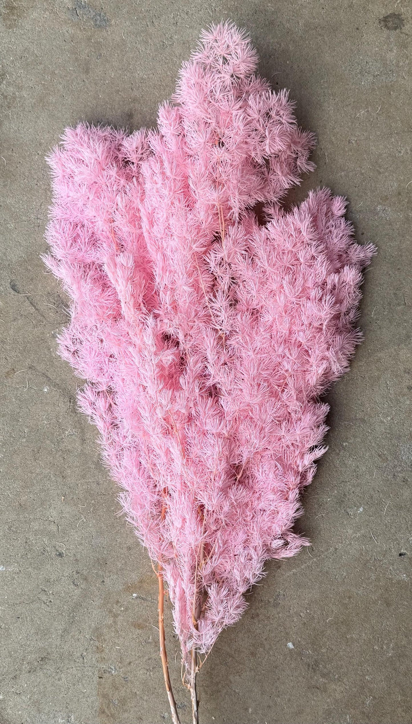 Ming/Asparagus Fern Preserved - Pink