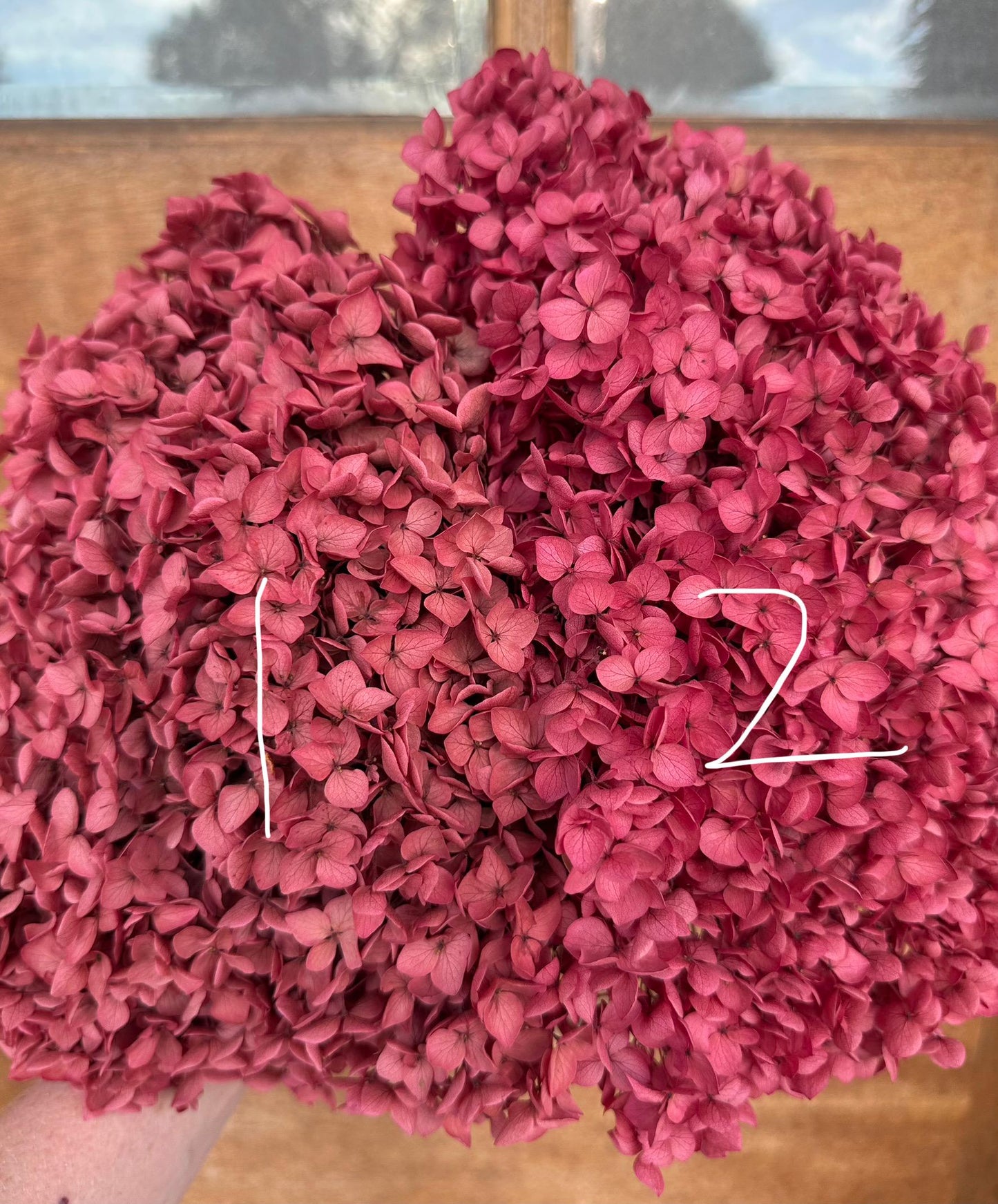 Real Hydrangea Preserved- Large Rose