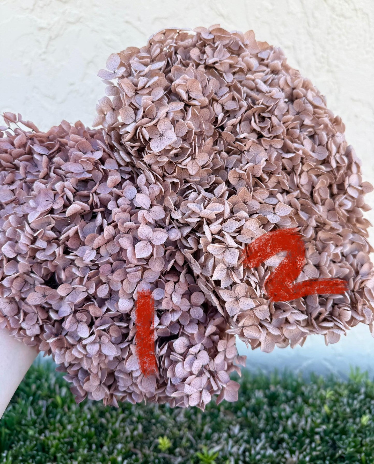 Real Hydrangea Preserved- Large Desert Brown