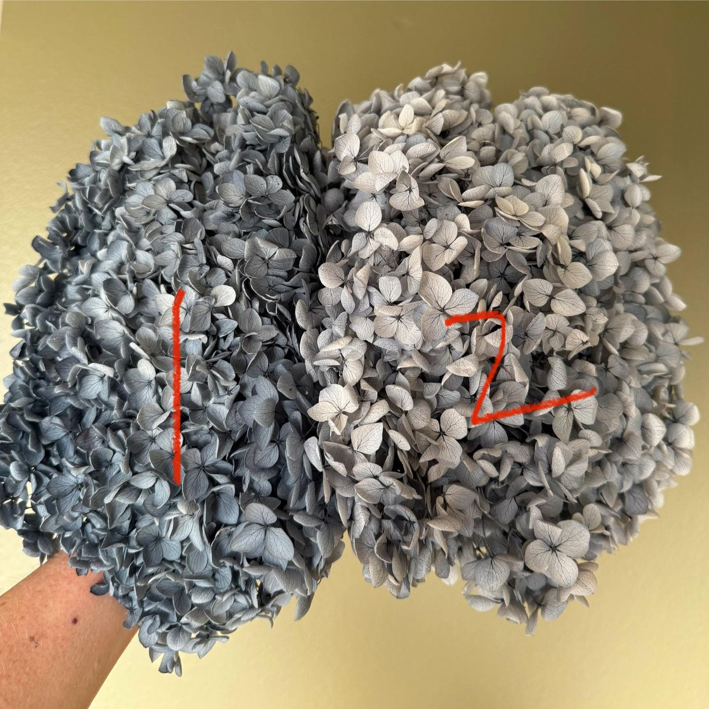 Real Hydrangea Preserved- Large Light Dusty Blue