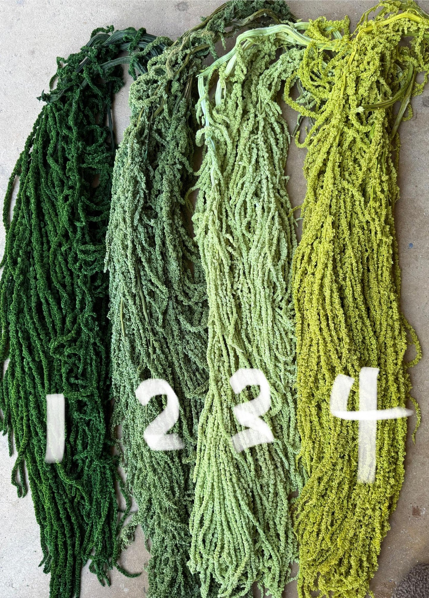 Hanging Amaranthus - Pistachio Green
