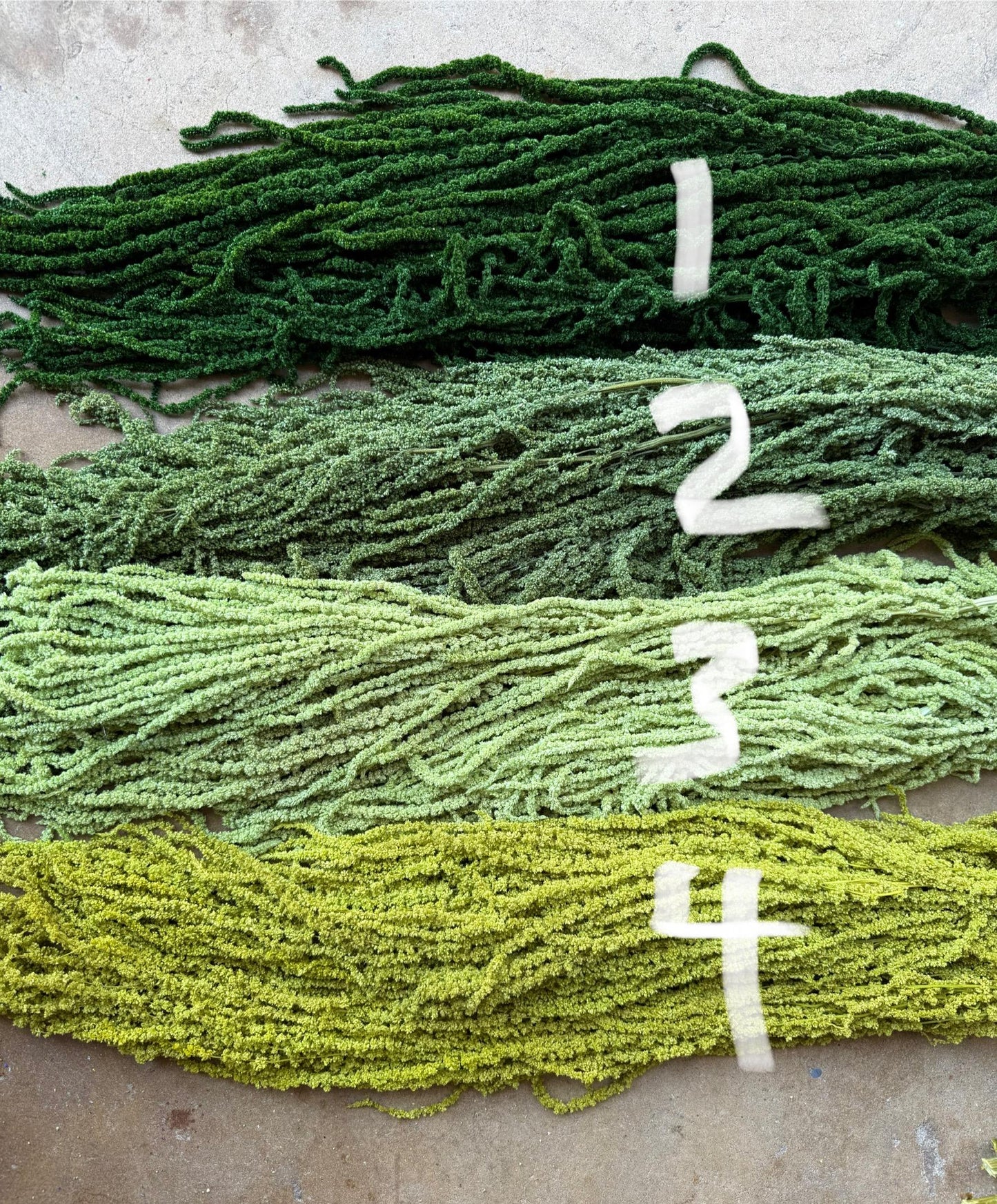 Hanging Amaranthus - Pistachio Green