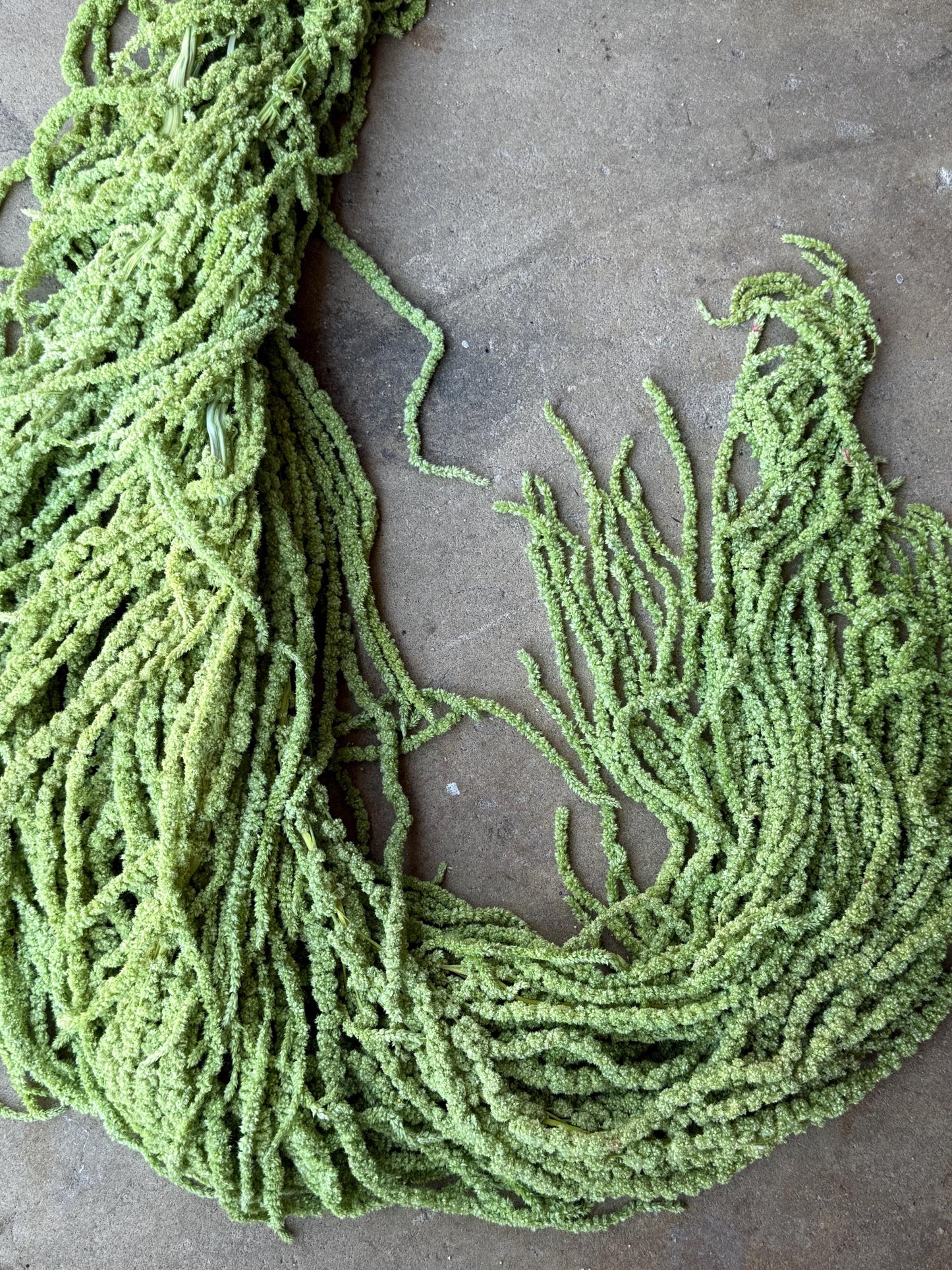 Hanging Amaranthus - Pistachio Green