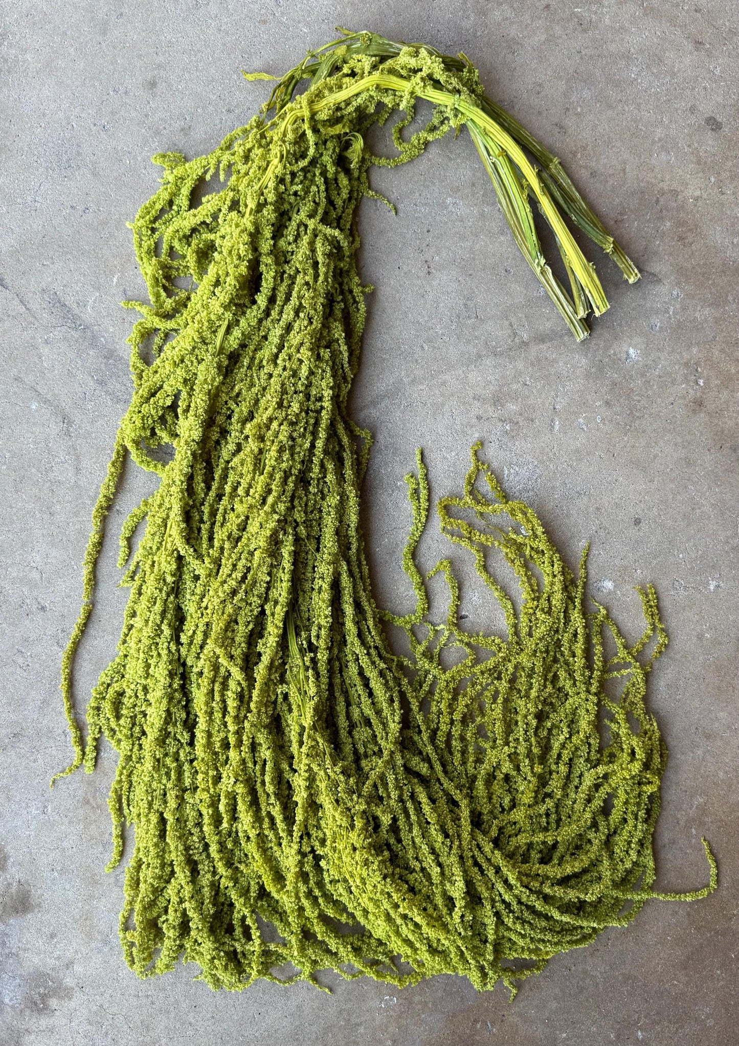 Hanging Amaranthus - Chartreuse Green