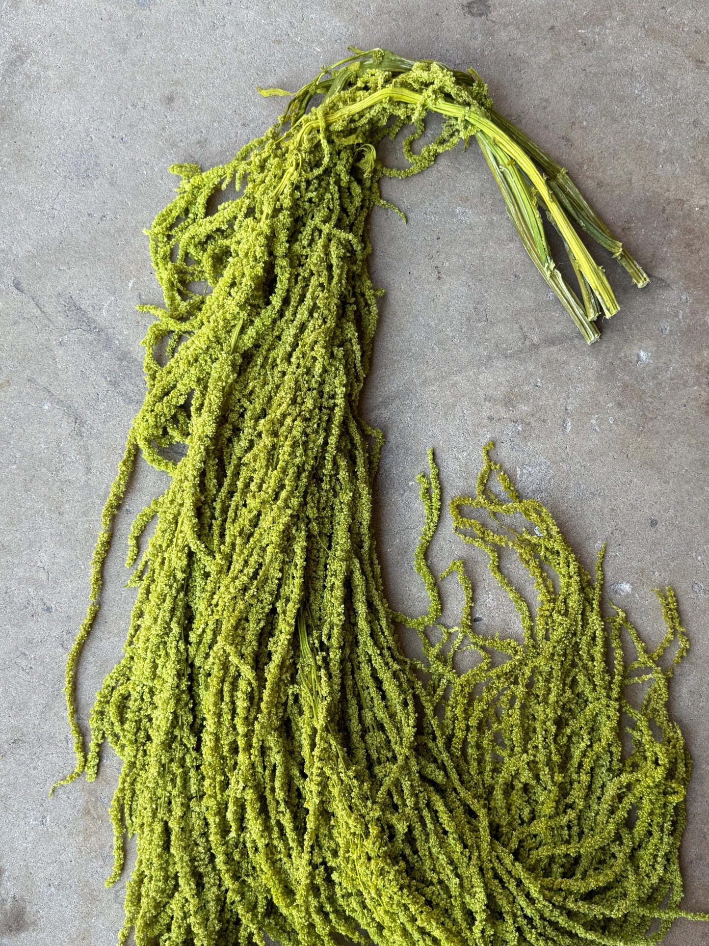 Hanging Amaranthus - Chartreuse Green
