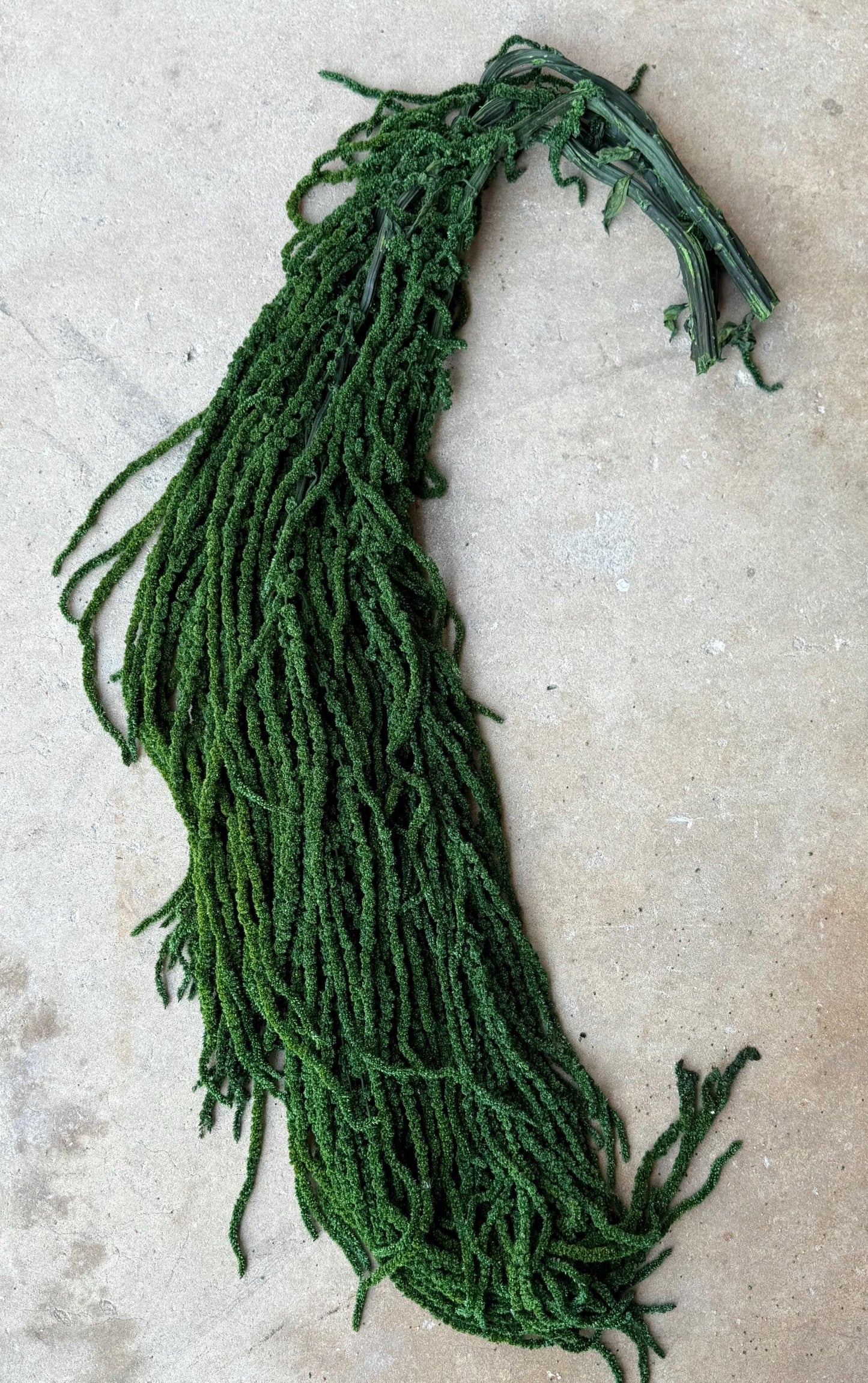 Hanging Amaranthus - Emerald Forest Green