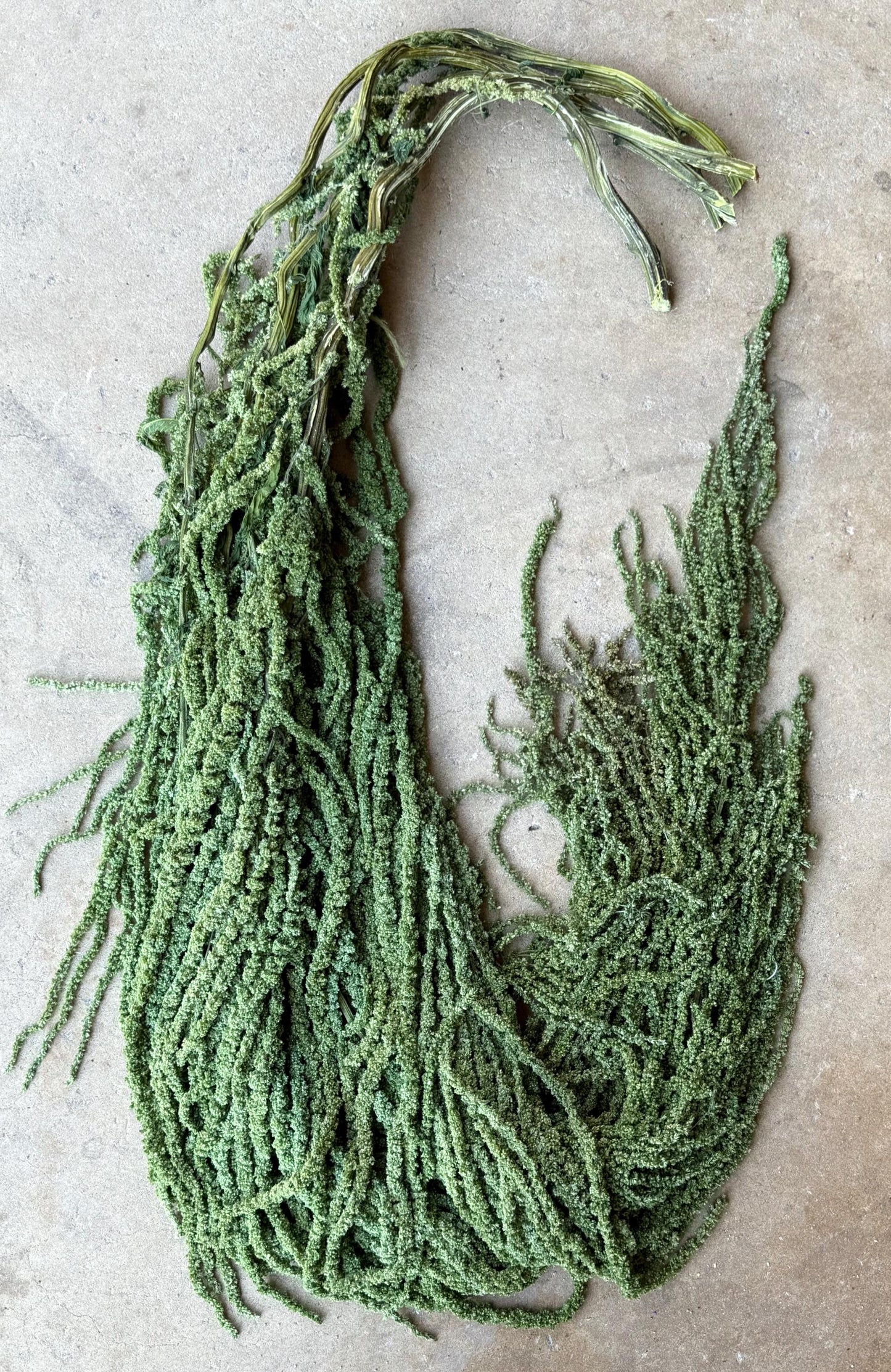 Hanging Amaranthus - Basil Green