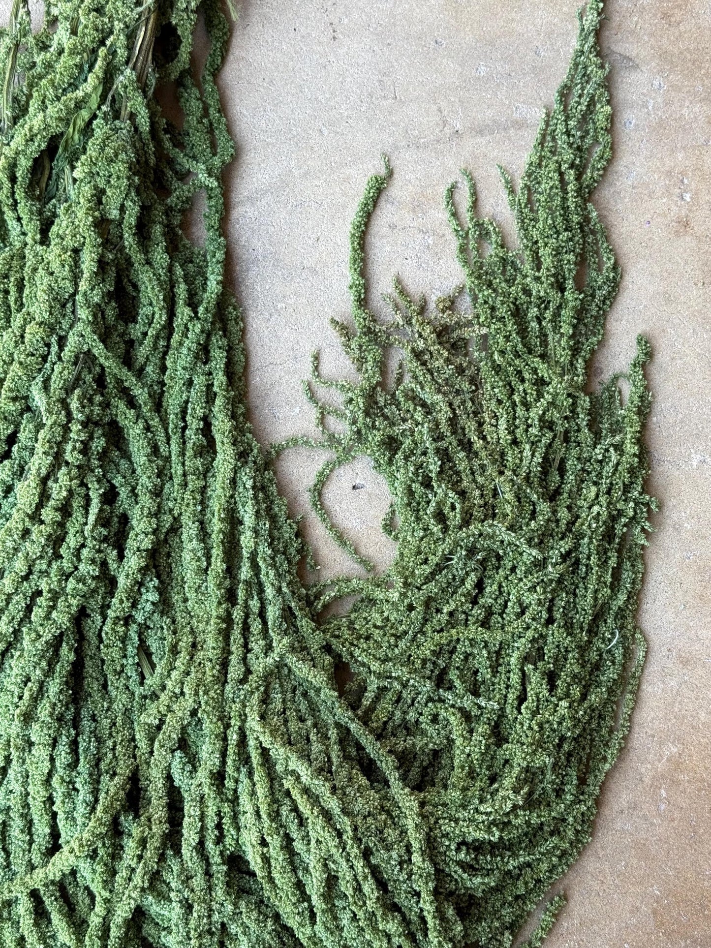 Hanging Amaranthus - Basil Green