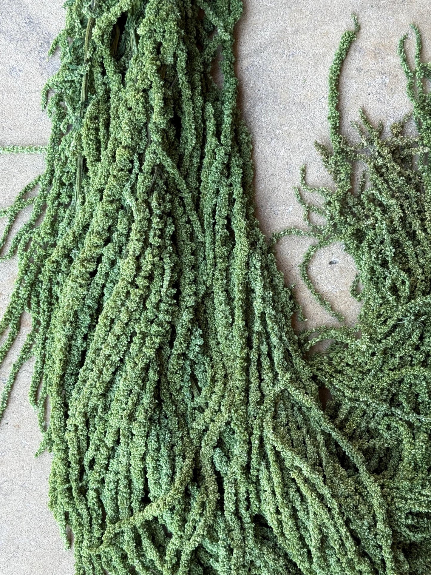 Hanging Amaranthus - Basil Green