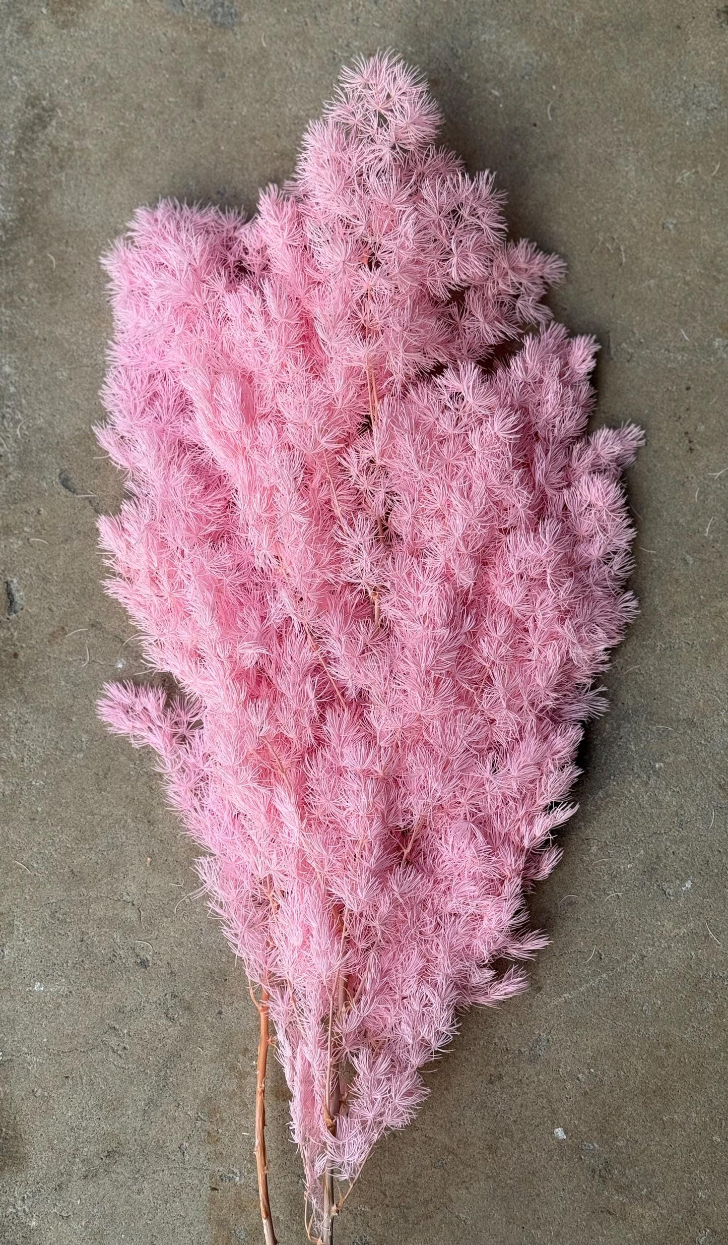Ming/Asparagus Fern Preserved - Pink