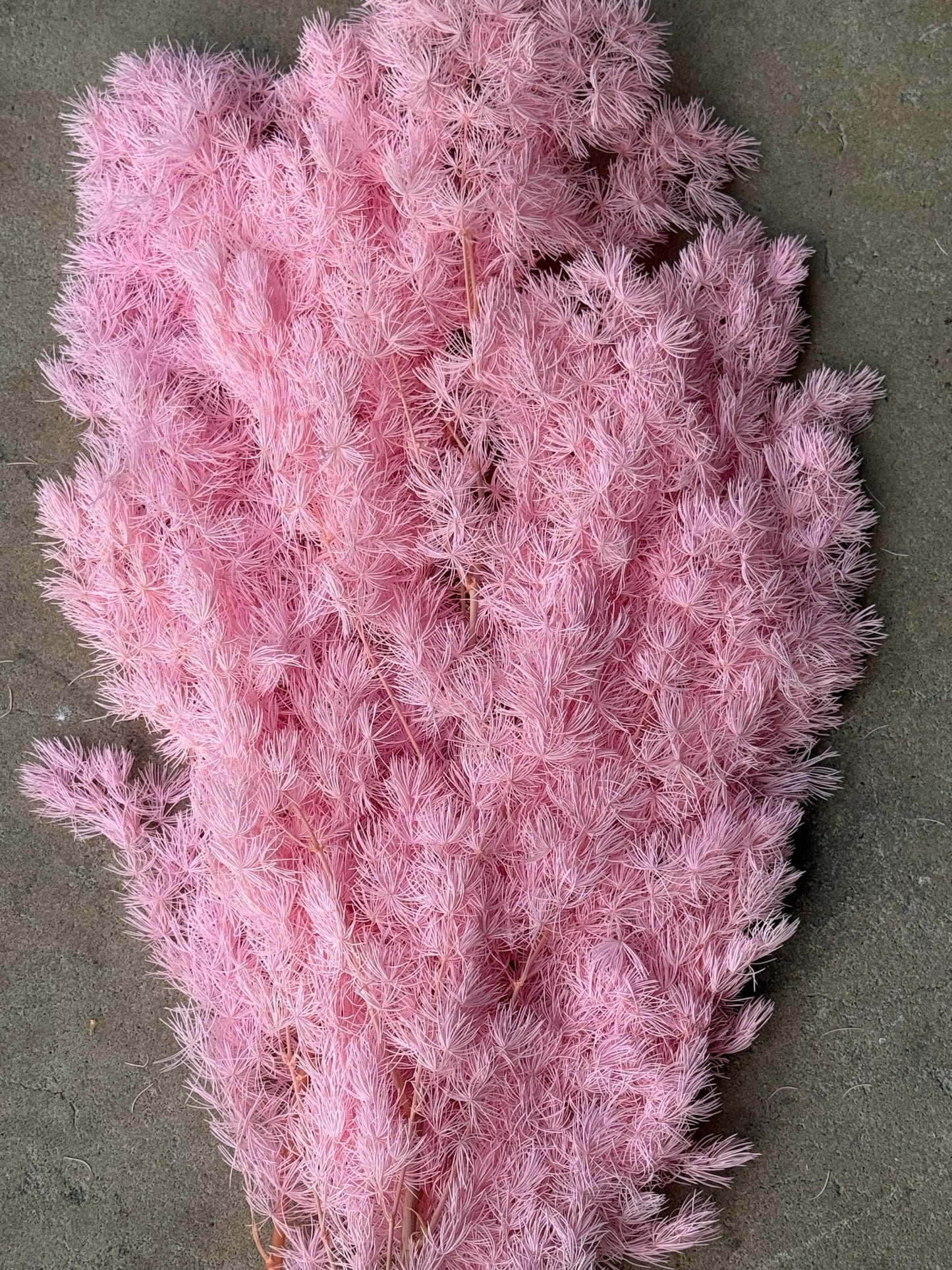 Ming/Asparagus Fern Preserved - Pink