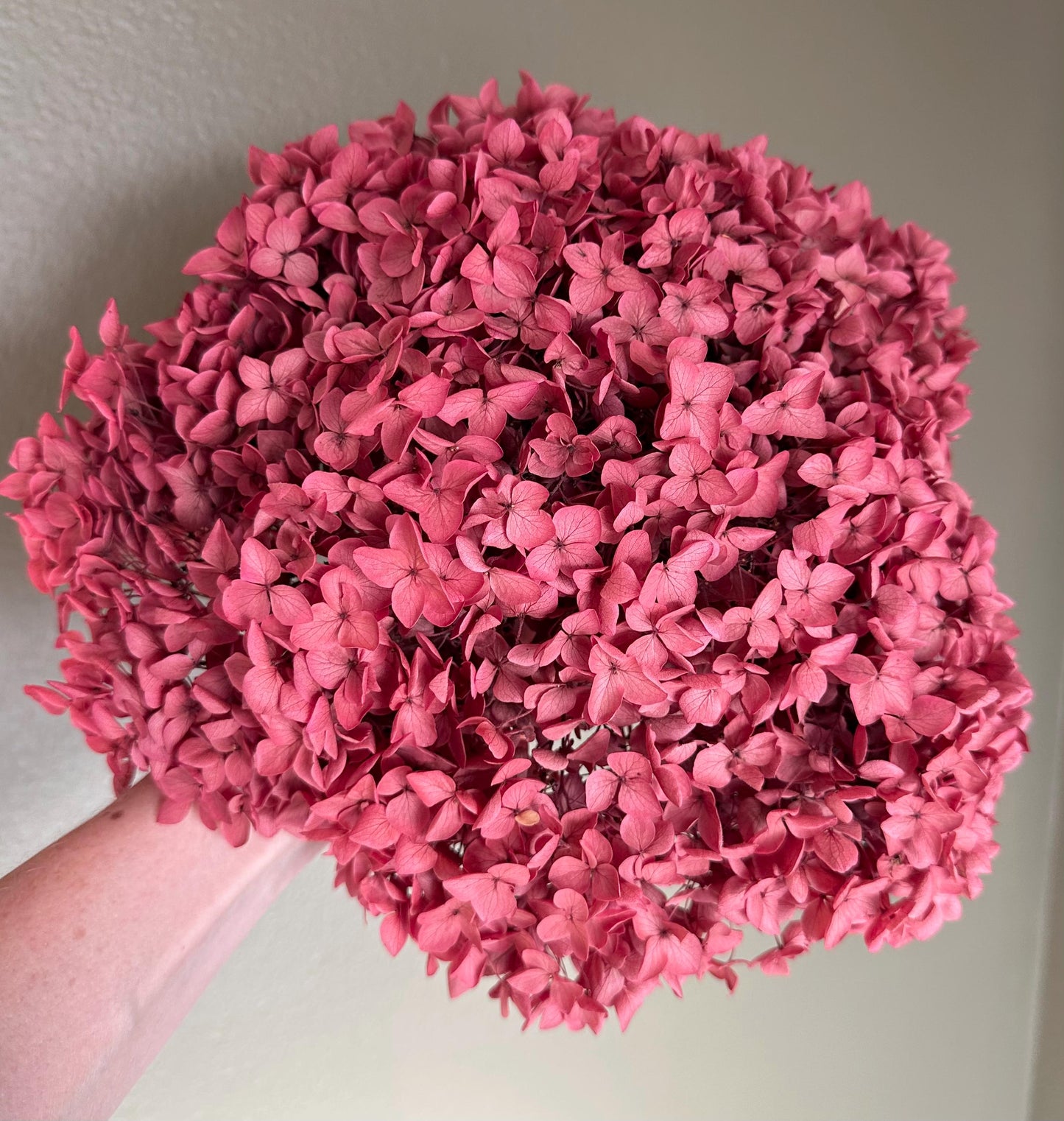 Real Hydrangea Preserved- Large Rose