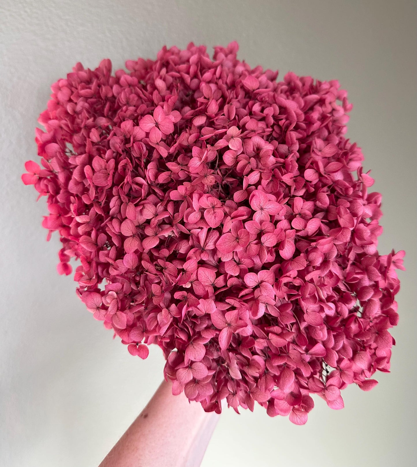 Real Hydrangea Preserved- Large Fuchsia Rose
