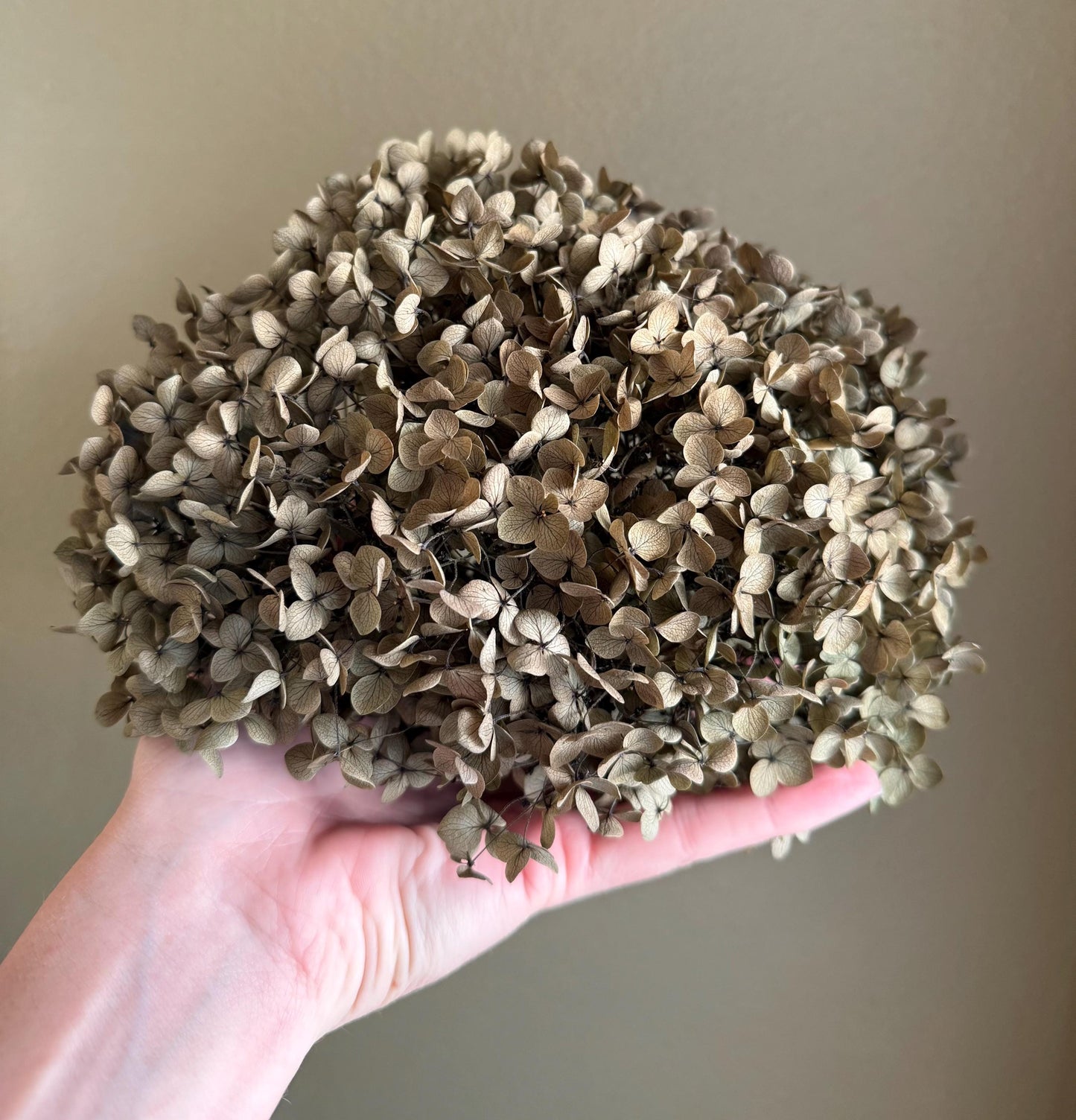 Real Hydrangea Preserved - Medium Olive Green Ombré