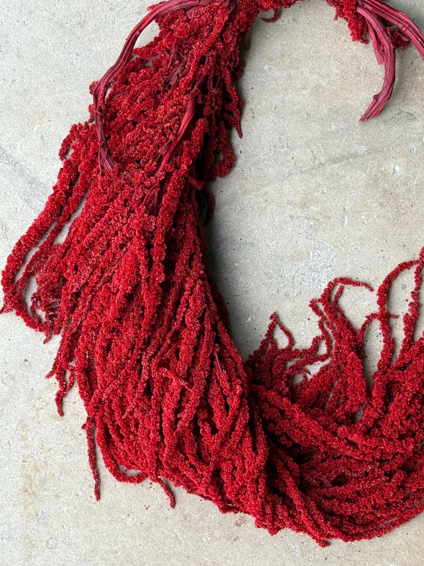 Hanging Amaranthus - Red