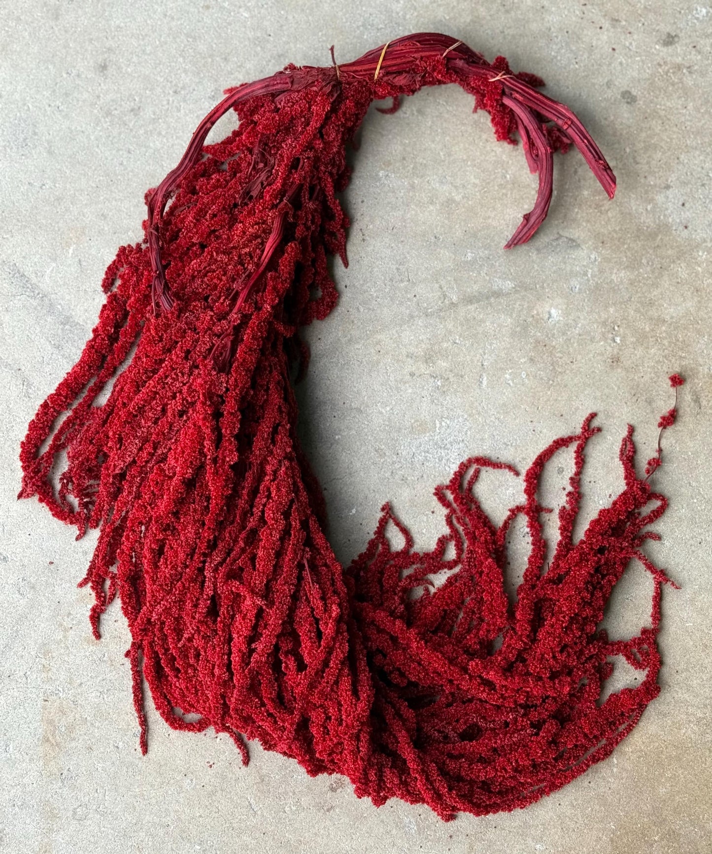 Hanging Amaranthus - Red